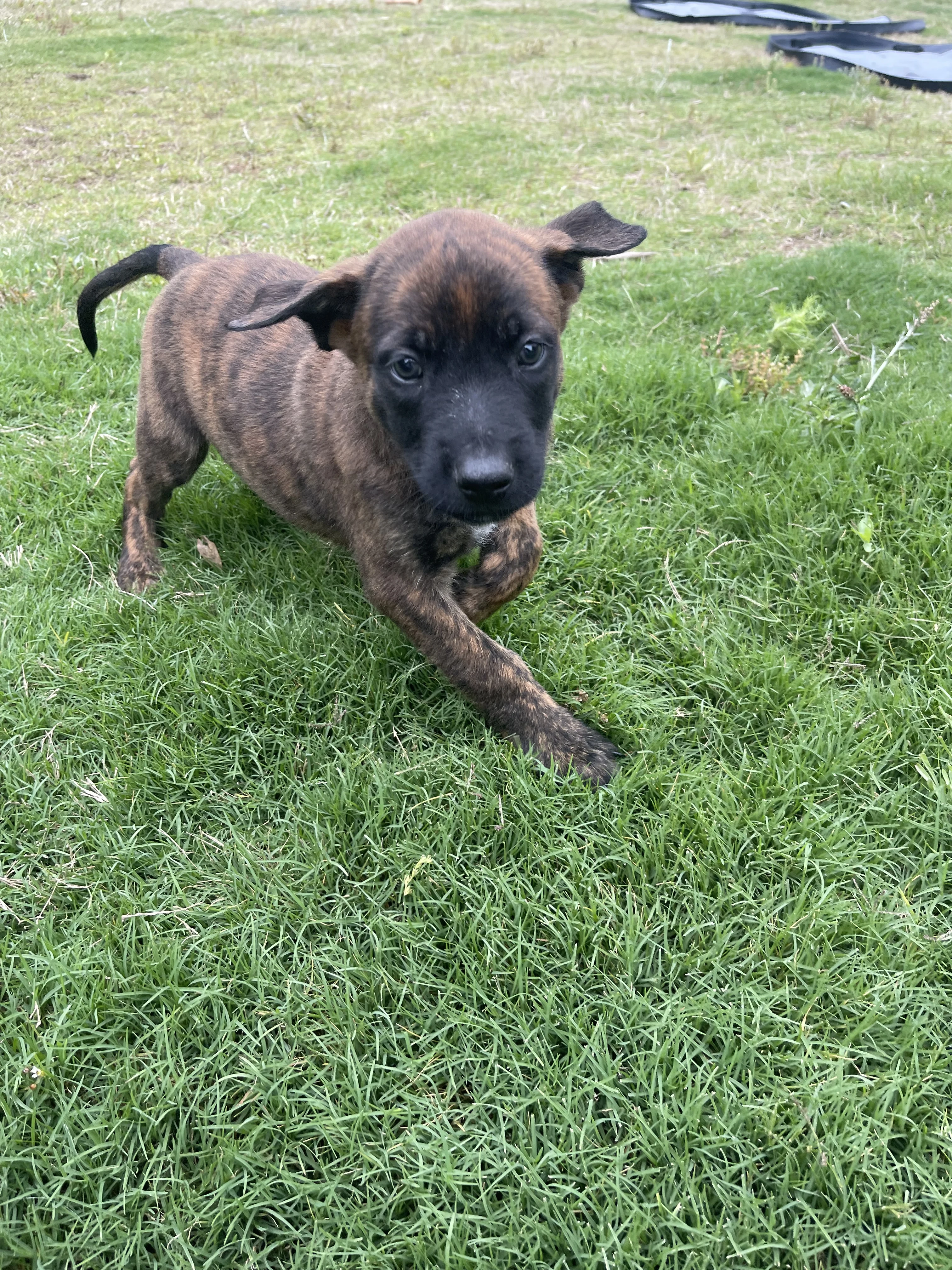 Aang from the Ranger x Mila litter during puppy evaluation and development.