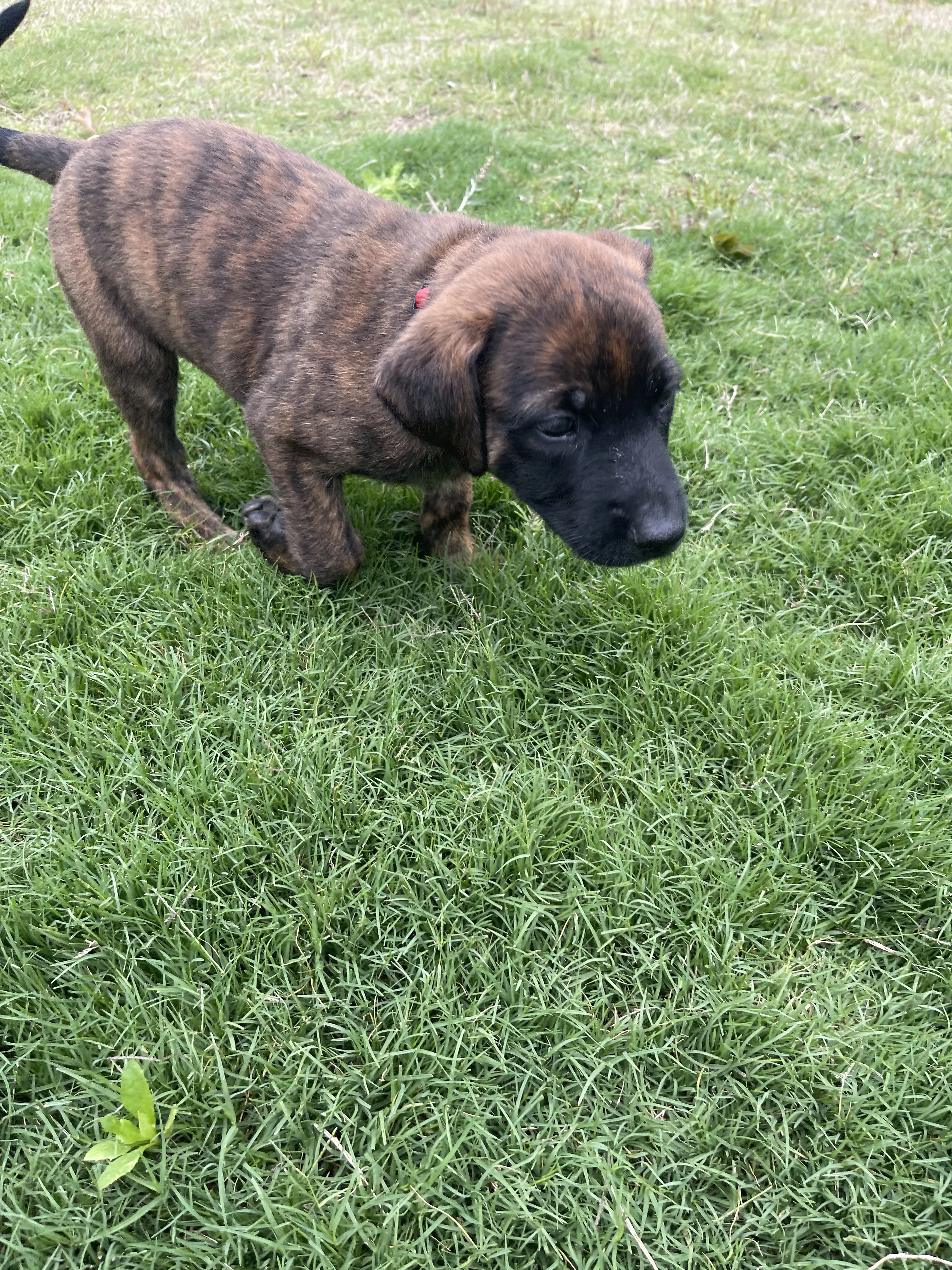 Aang from the Ranger x Mila litter during puppy evaluation and development.