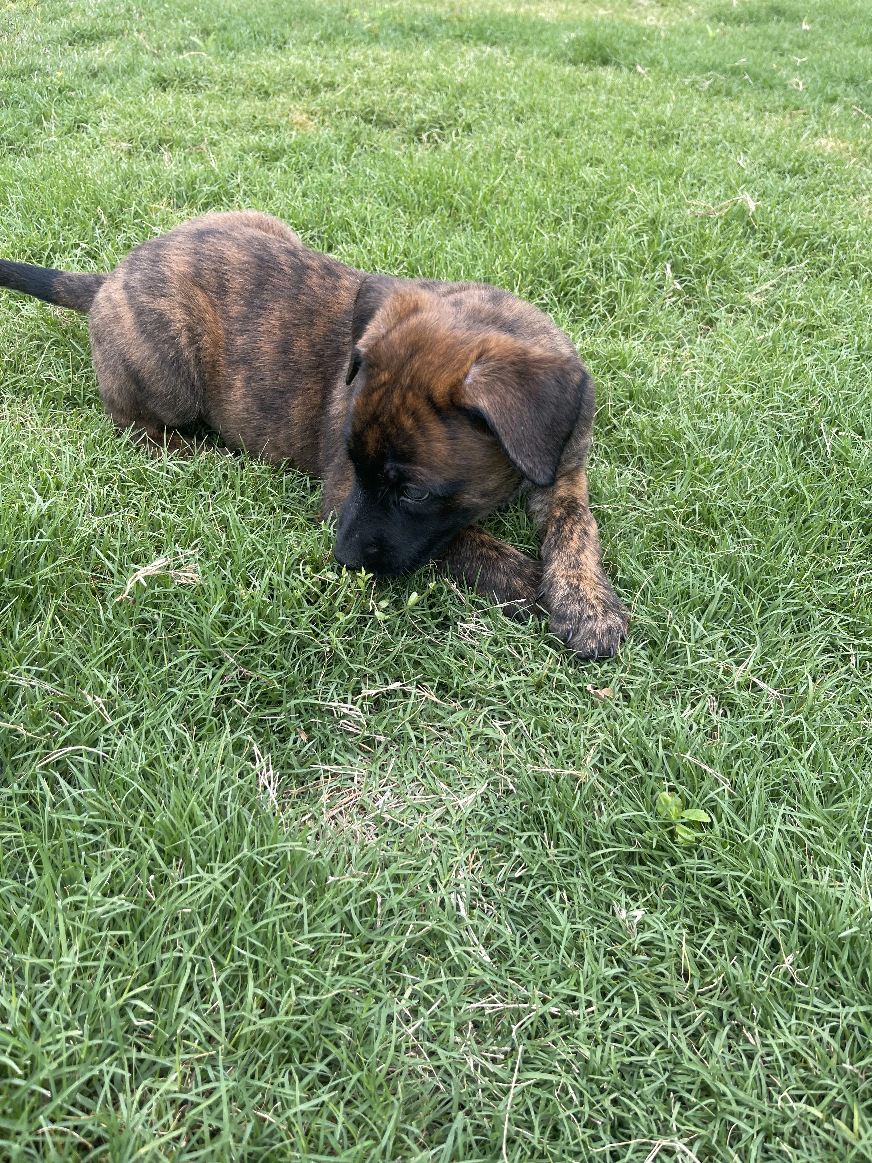 Aang from the Ranger x Mila litter during puppy evaluation and development.