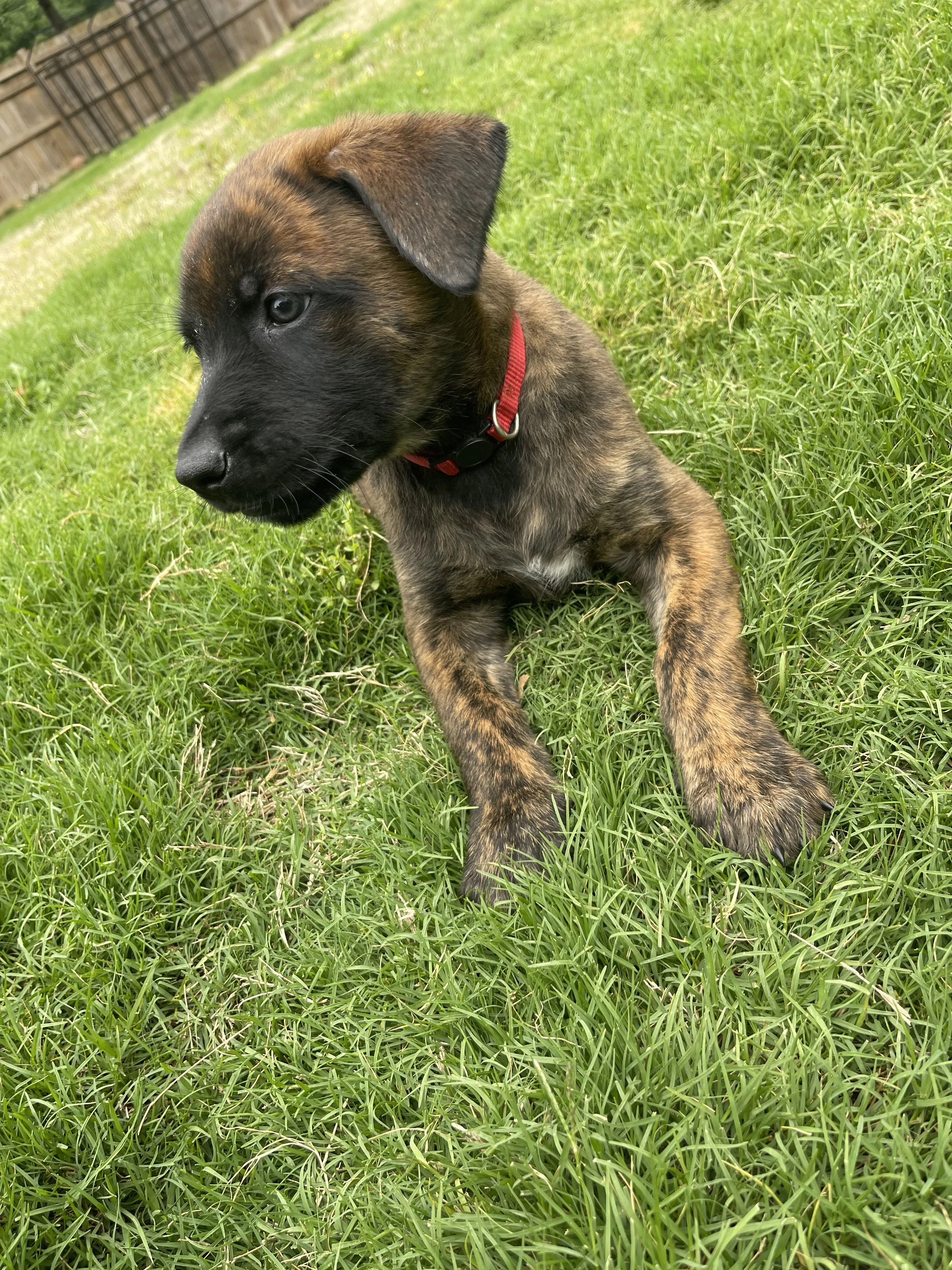 Aang from the Ranger x Mila litter during puppy evaluation and development.