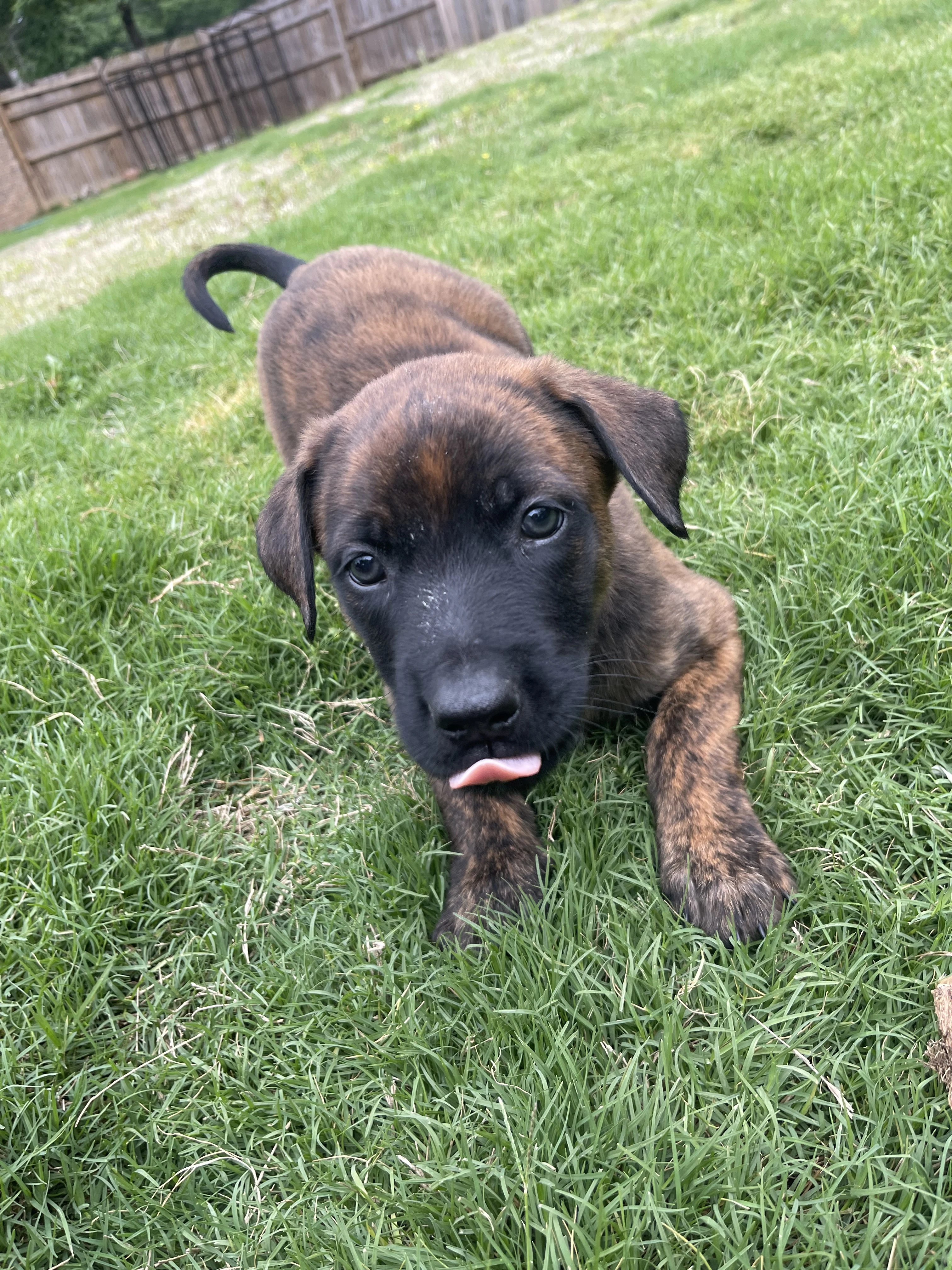 Aang from the Ranger x Mila litter during puppy evaluation and development.