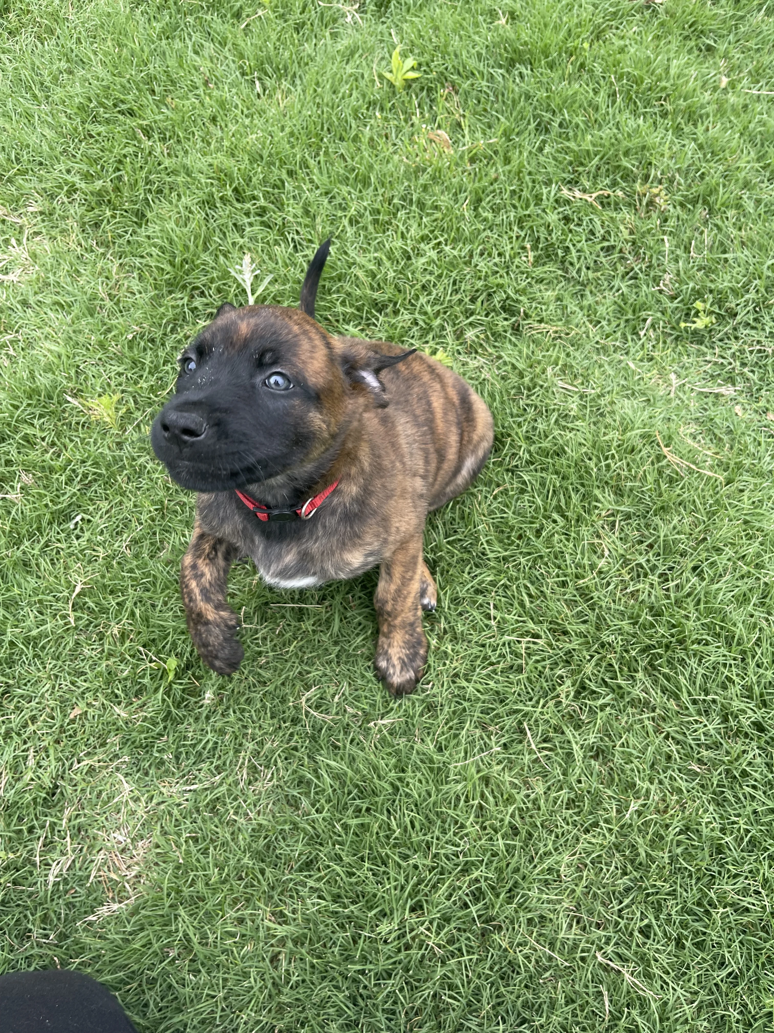 Aang from the Ranger x Mila litter during puppy evaluation and development.