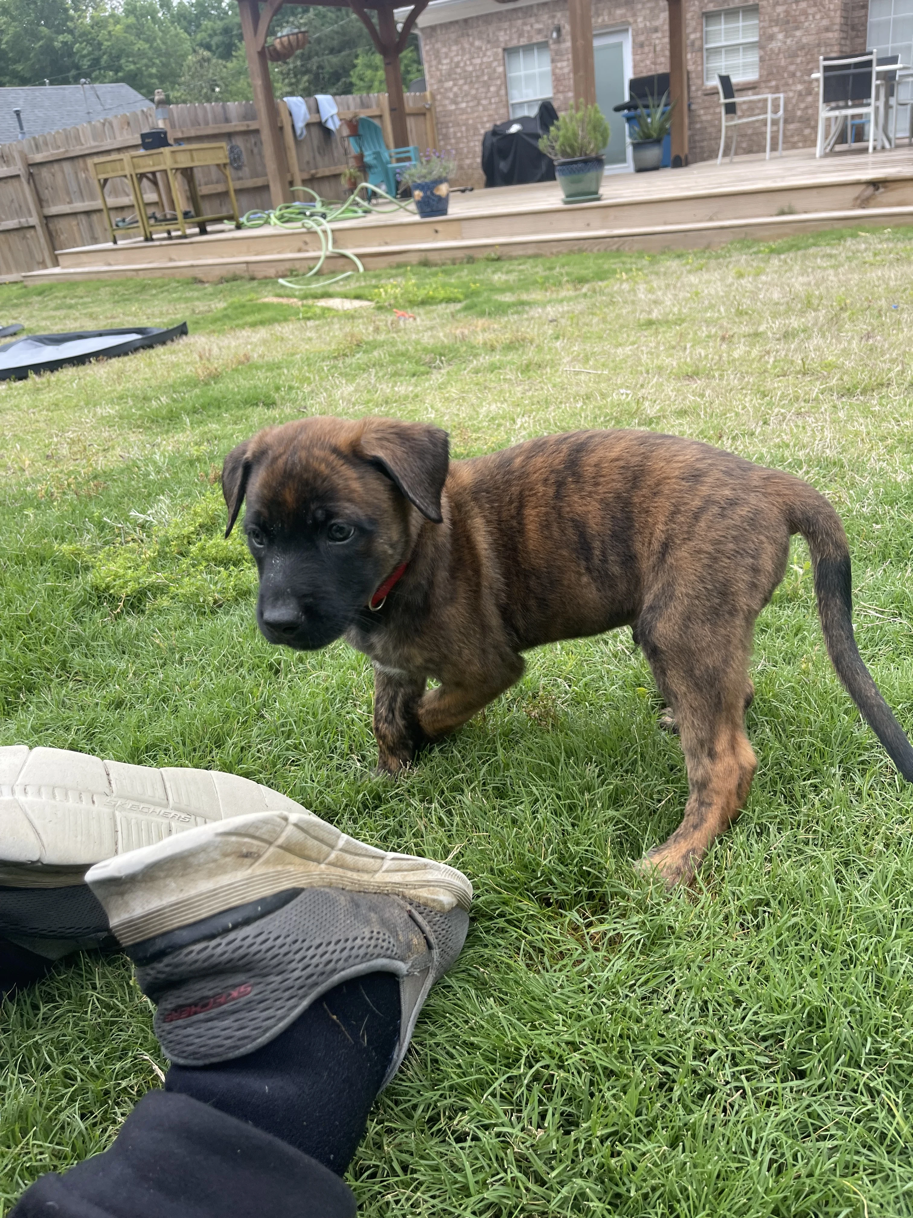 Aang from the Ranger x Mila litter during puppy evaluation and development.