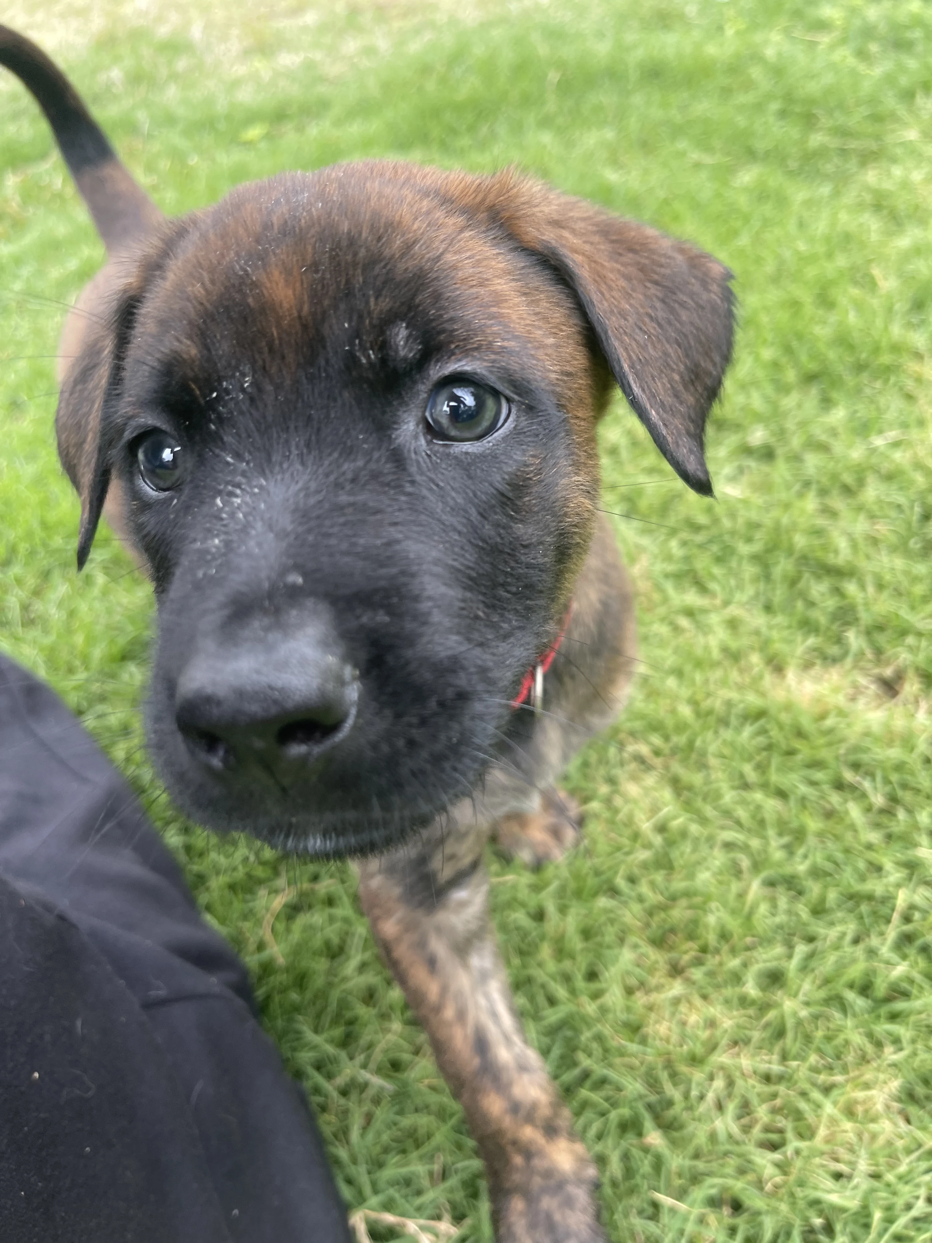 Aang from the Ranger x Mila litter during puppy evaluation and development.