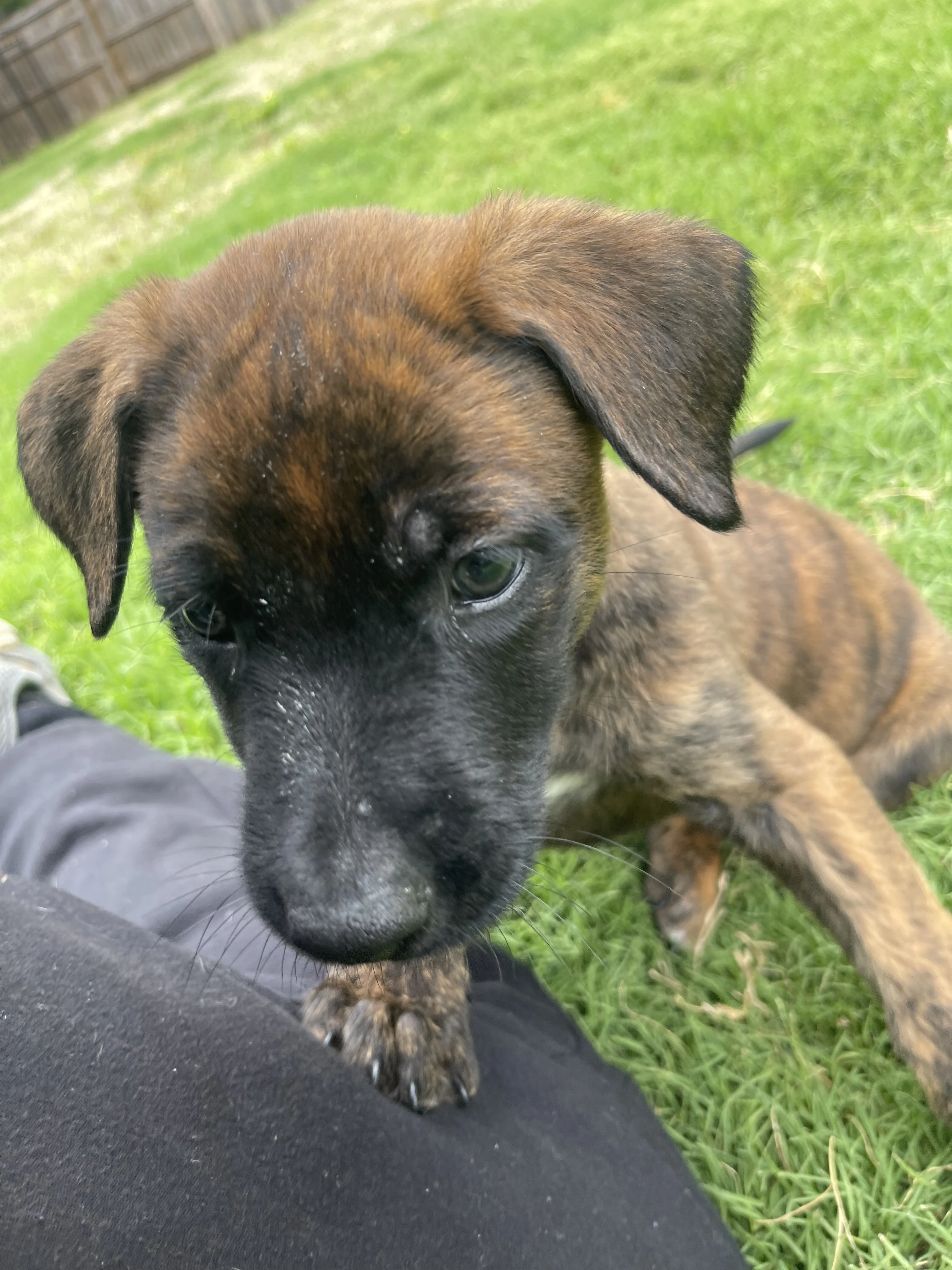 Aang from the Ranger x Mila litter during puppy evaluation and development.