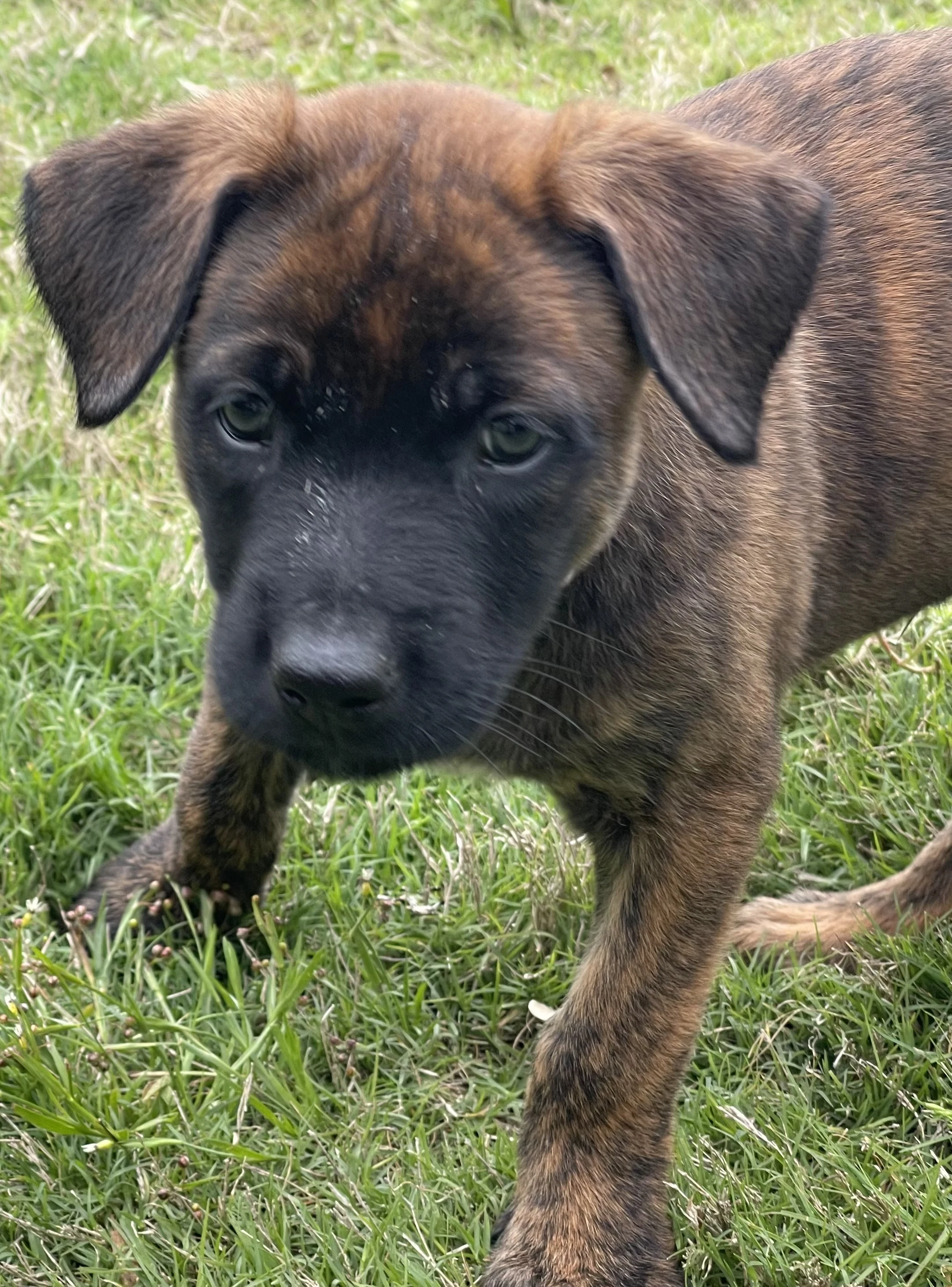Aang from the Ranger x Mila litter during puppy evaluation and development.