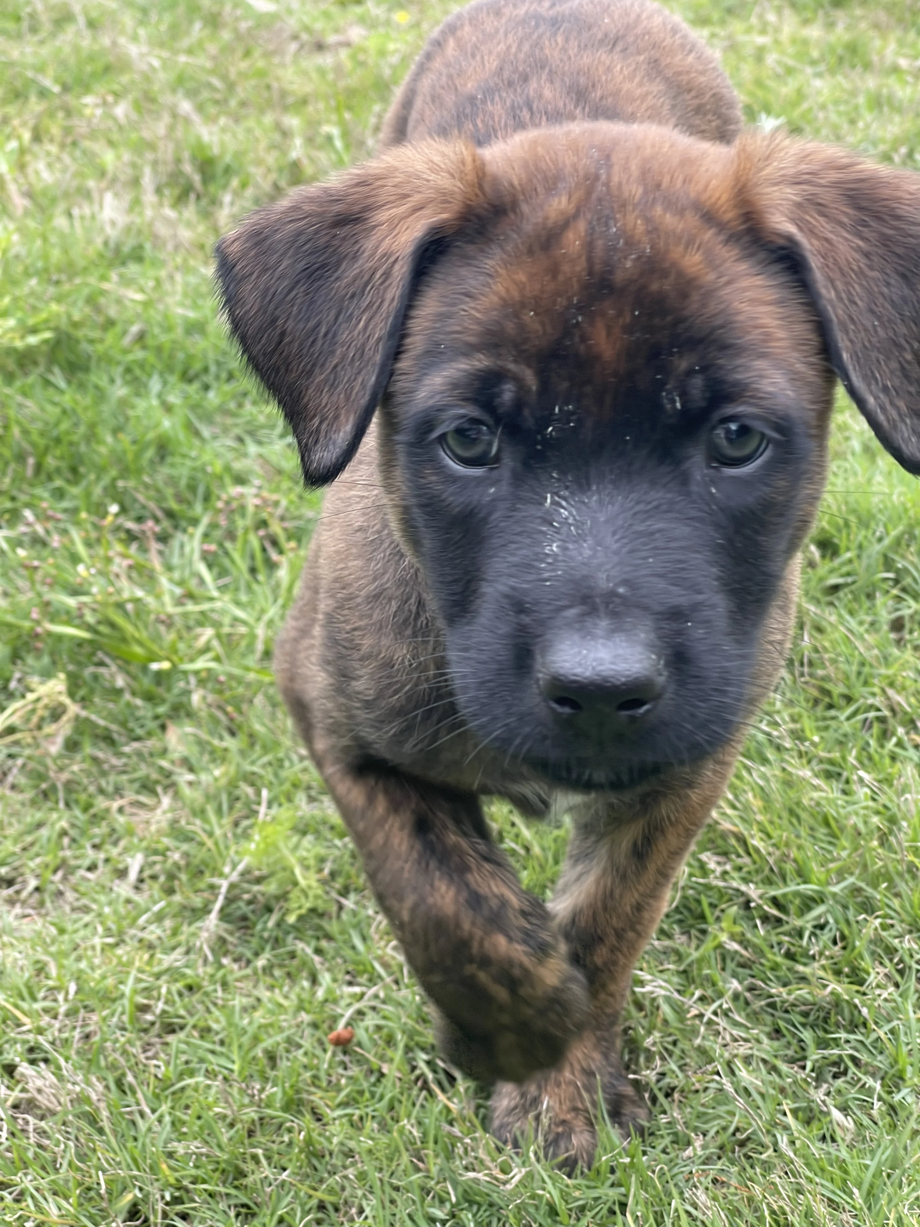 Aang from the Ranger x Mila litter during puppy evaluation and development.
