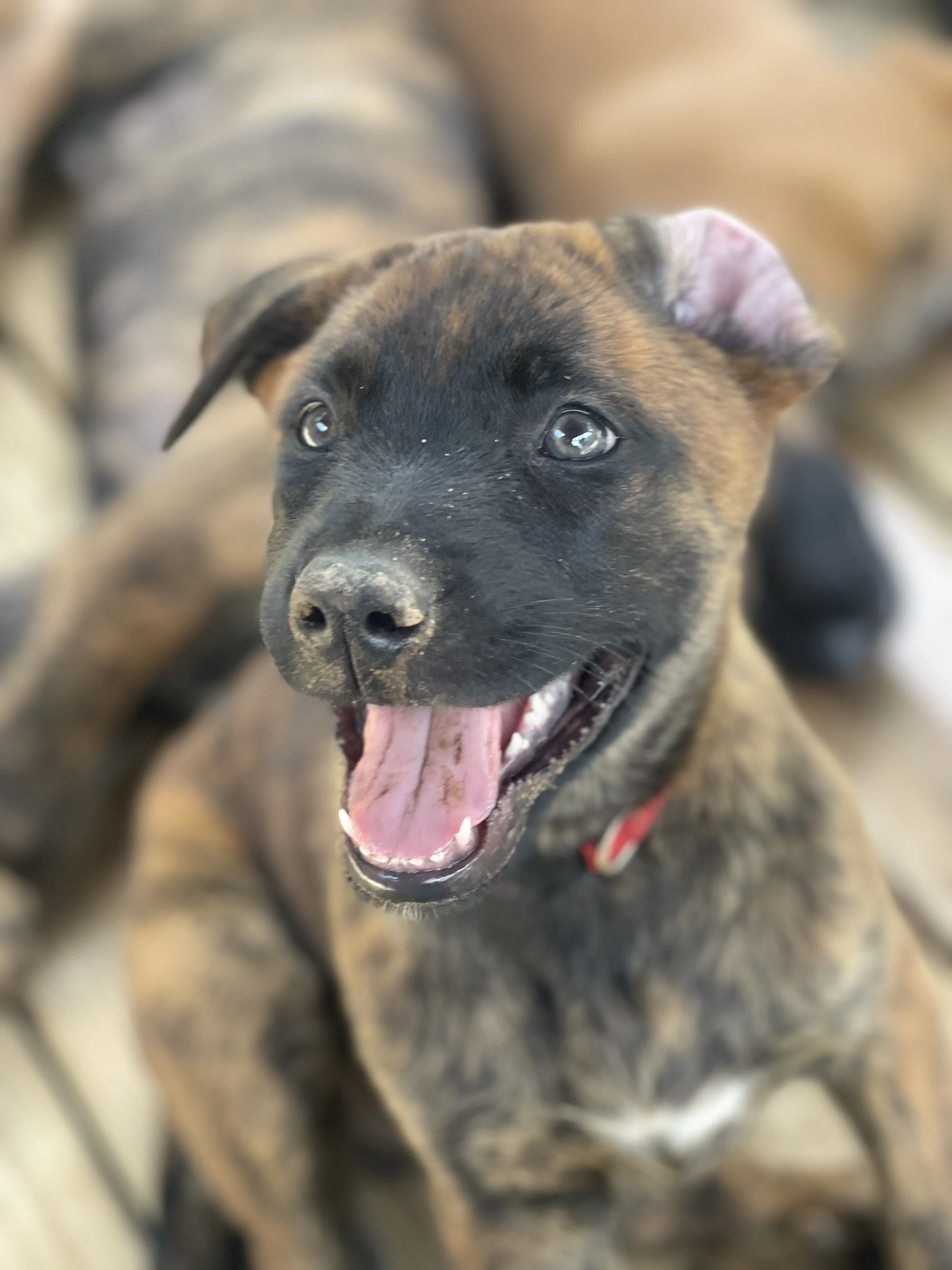 Aang, Red-collar male puppy.