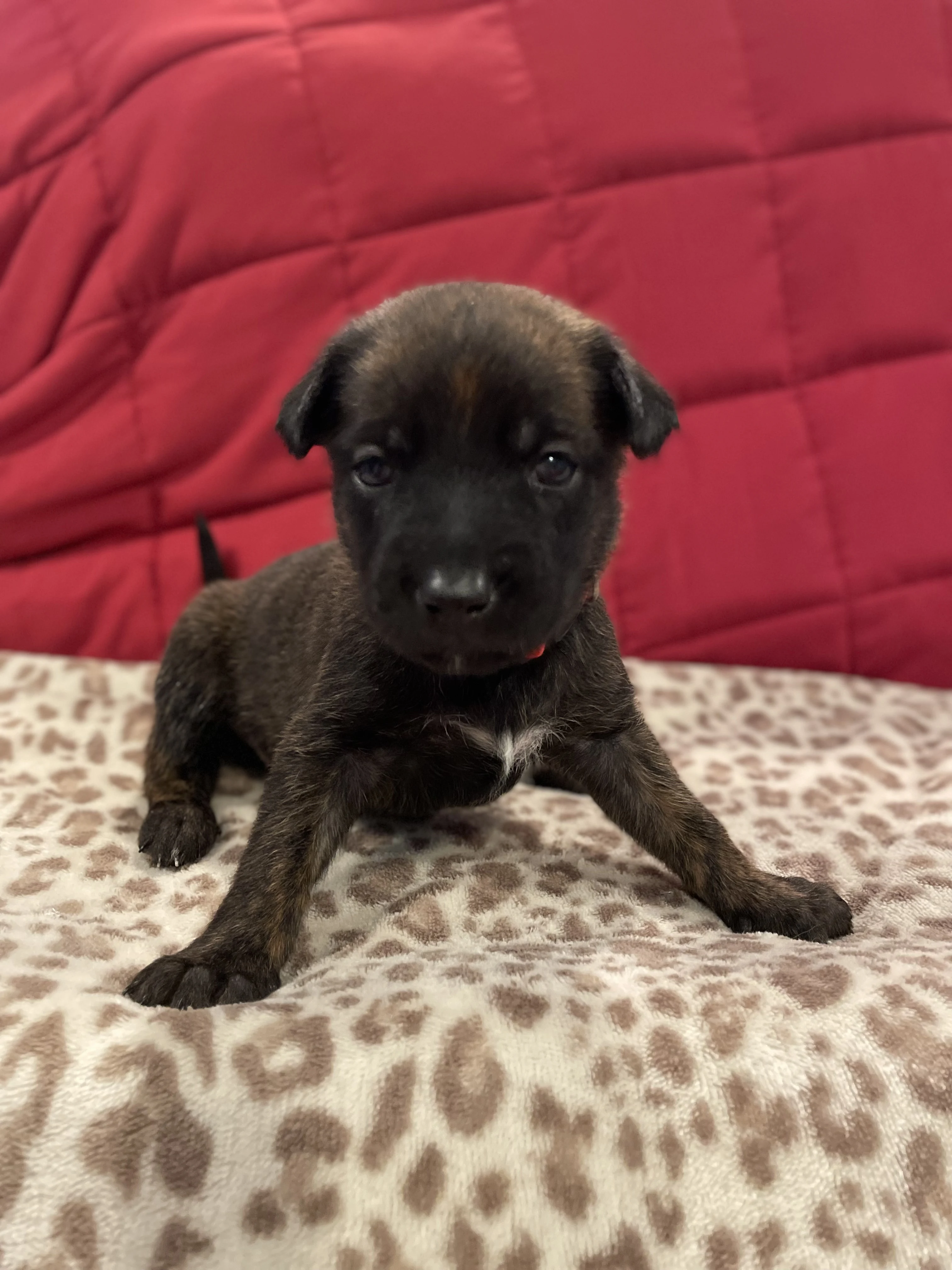 Aang from the Ranger x Mila litter during puppy evaluation and development.