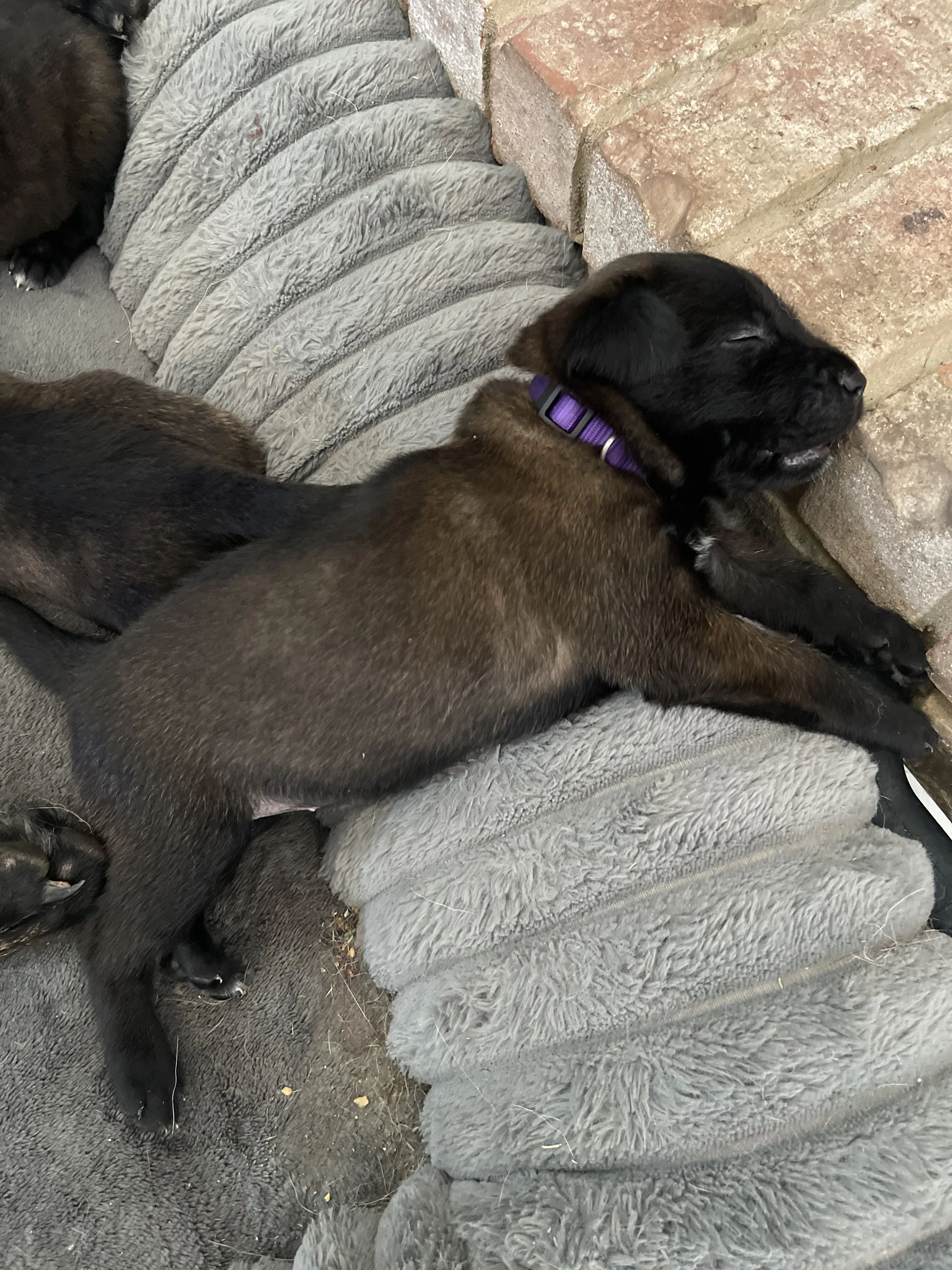 Azula from the Ranger x Mila litter during puppy evaluation and development.