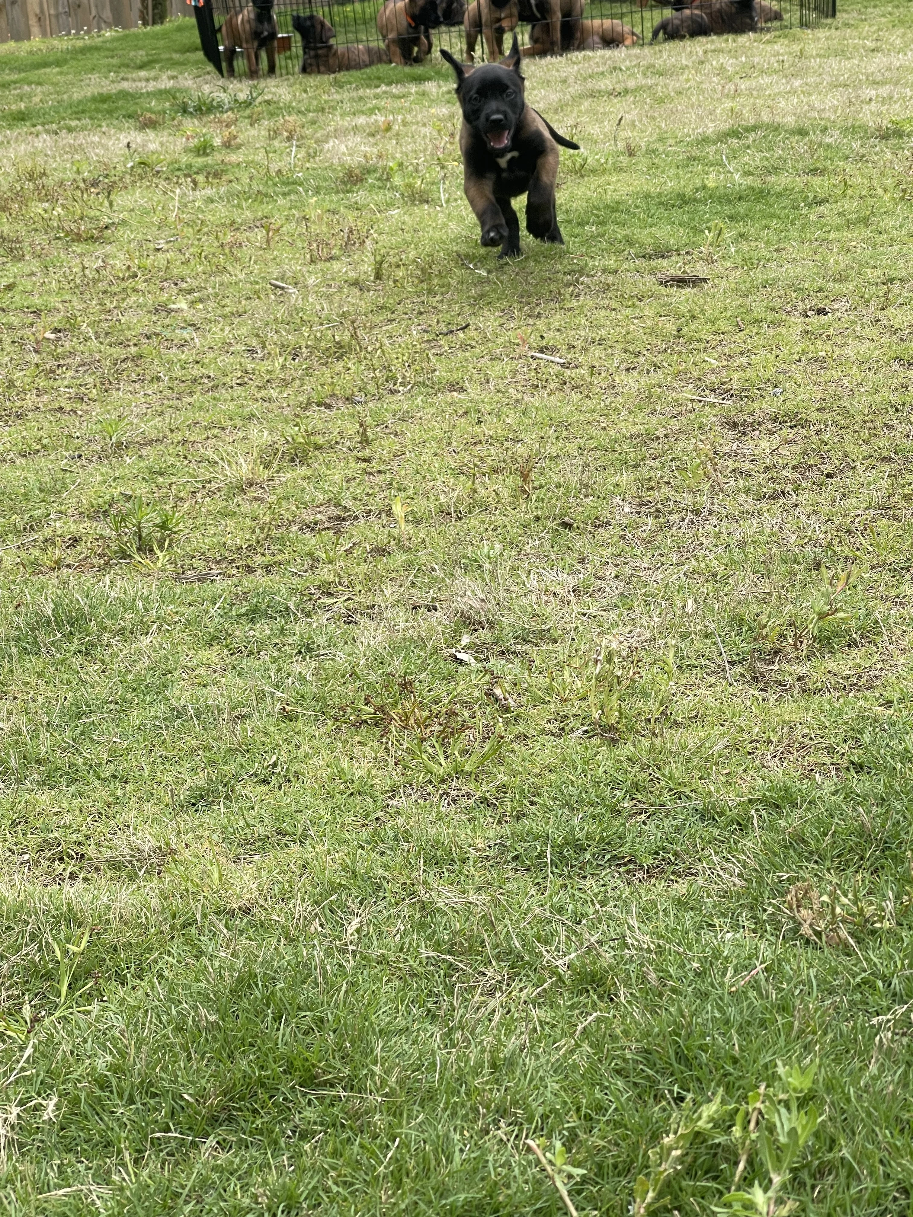 Azula from the Ranger x Mila litter during puppy evaluation and development.