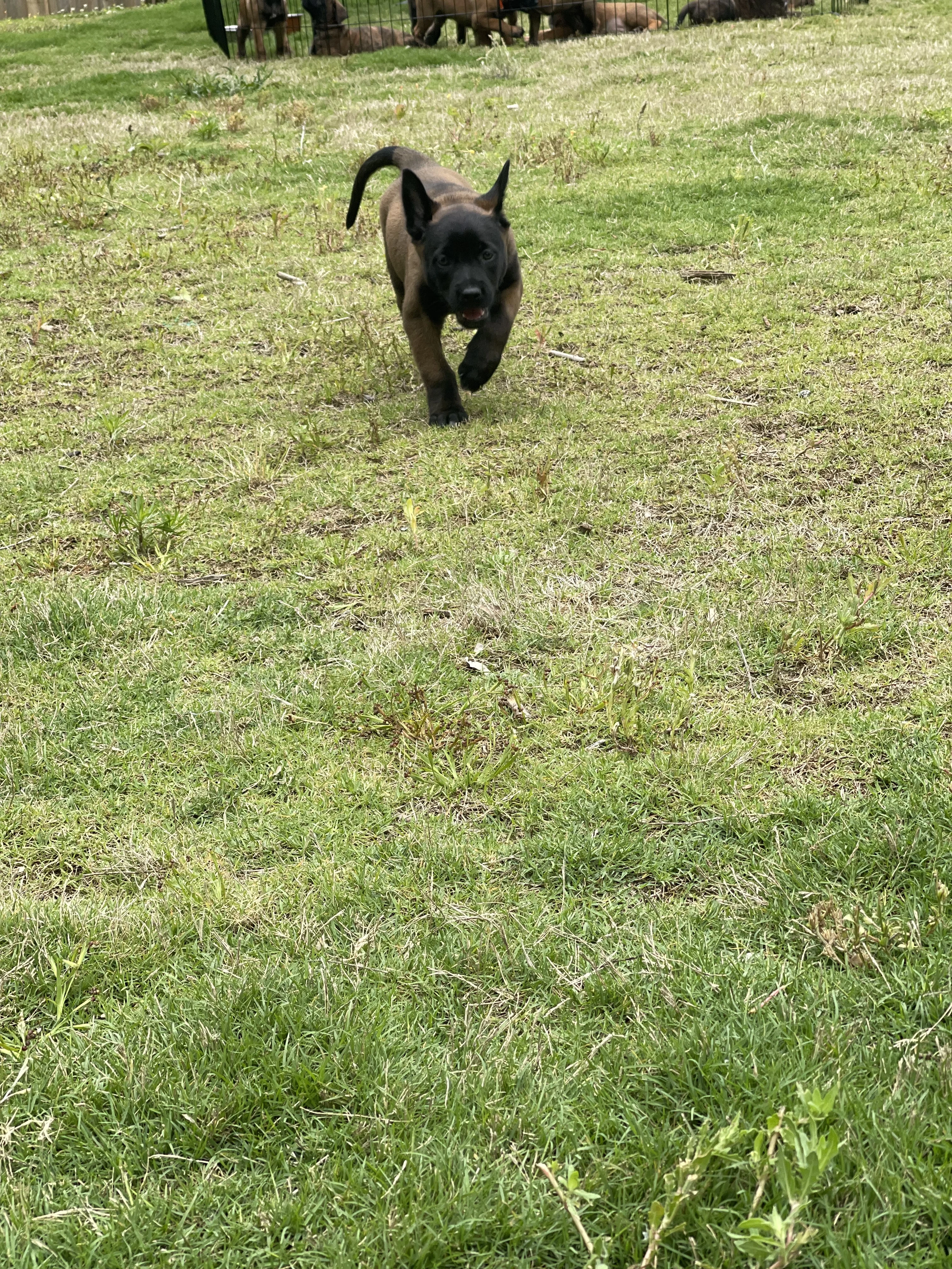 Azula from the Ranger x Mila litter during puppy evaluation and development.