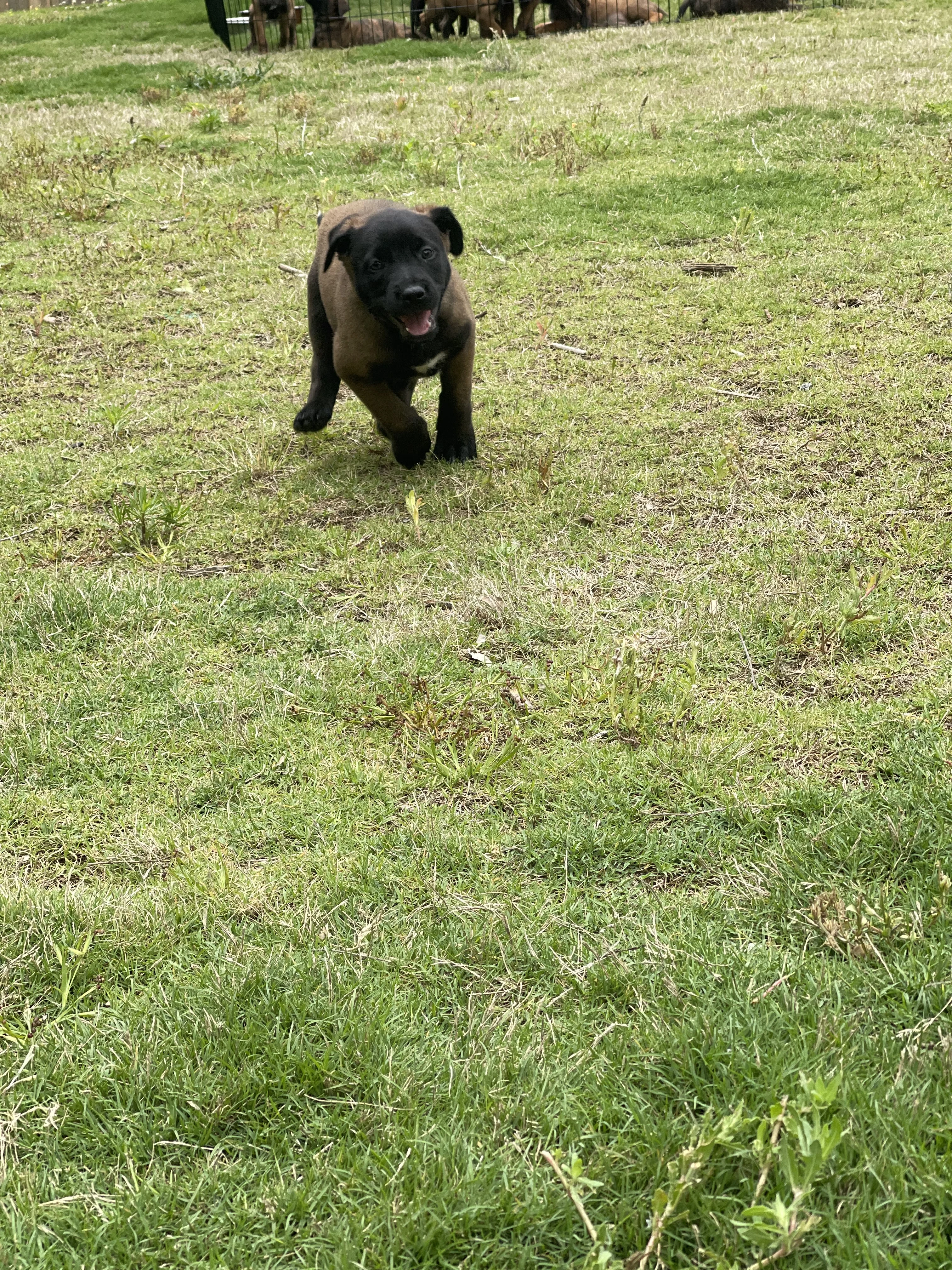 Azula from the Ranger x Mila litter during puppy evaluation and development.