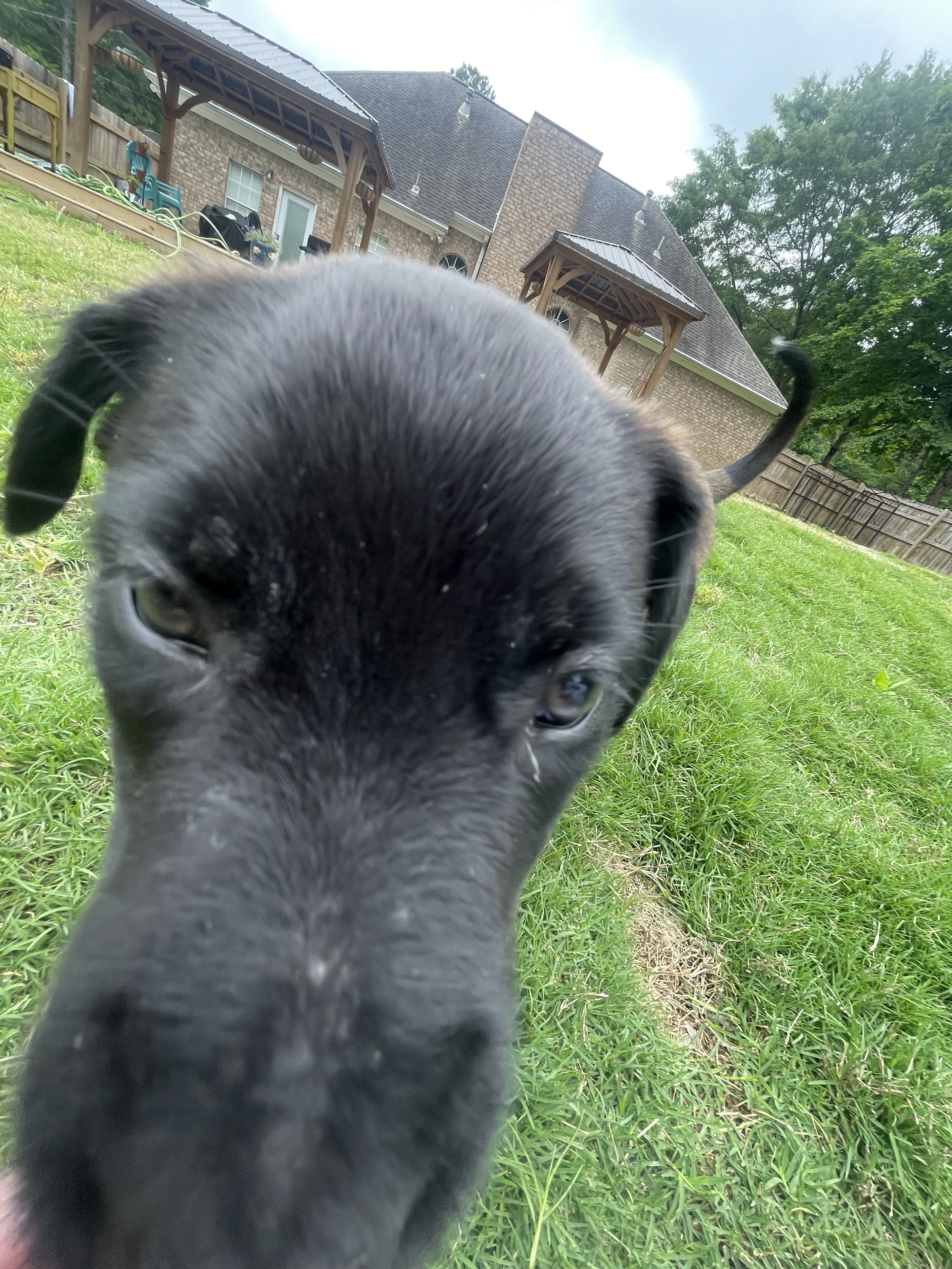 Azula from the Ranger x Mila litter during puppy evaluation and development.