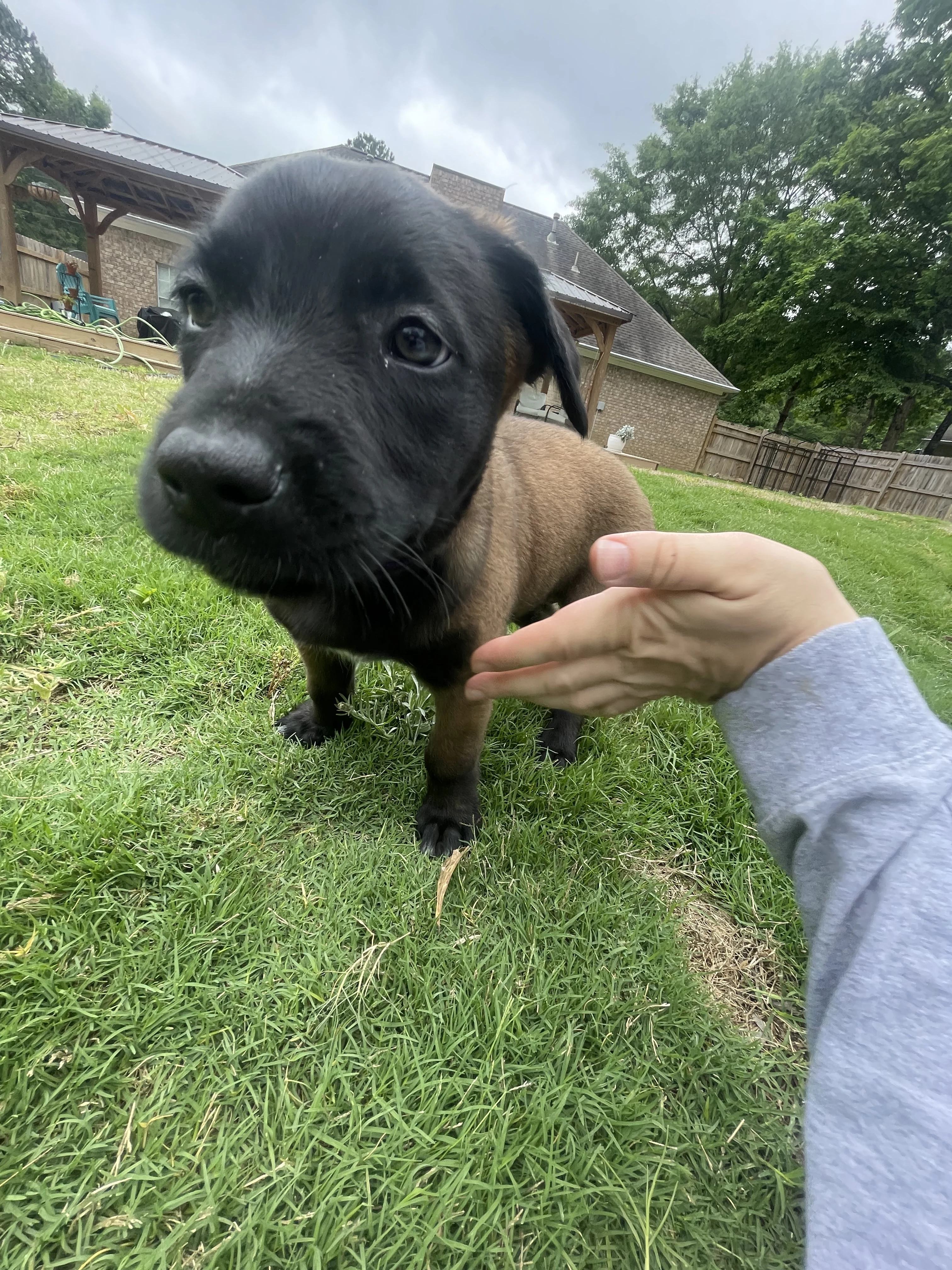 Azula from the Ranger x Mila litter during puppy evaluation and development.
