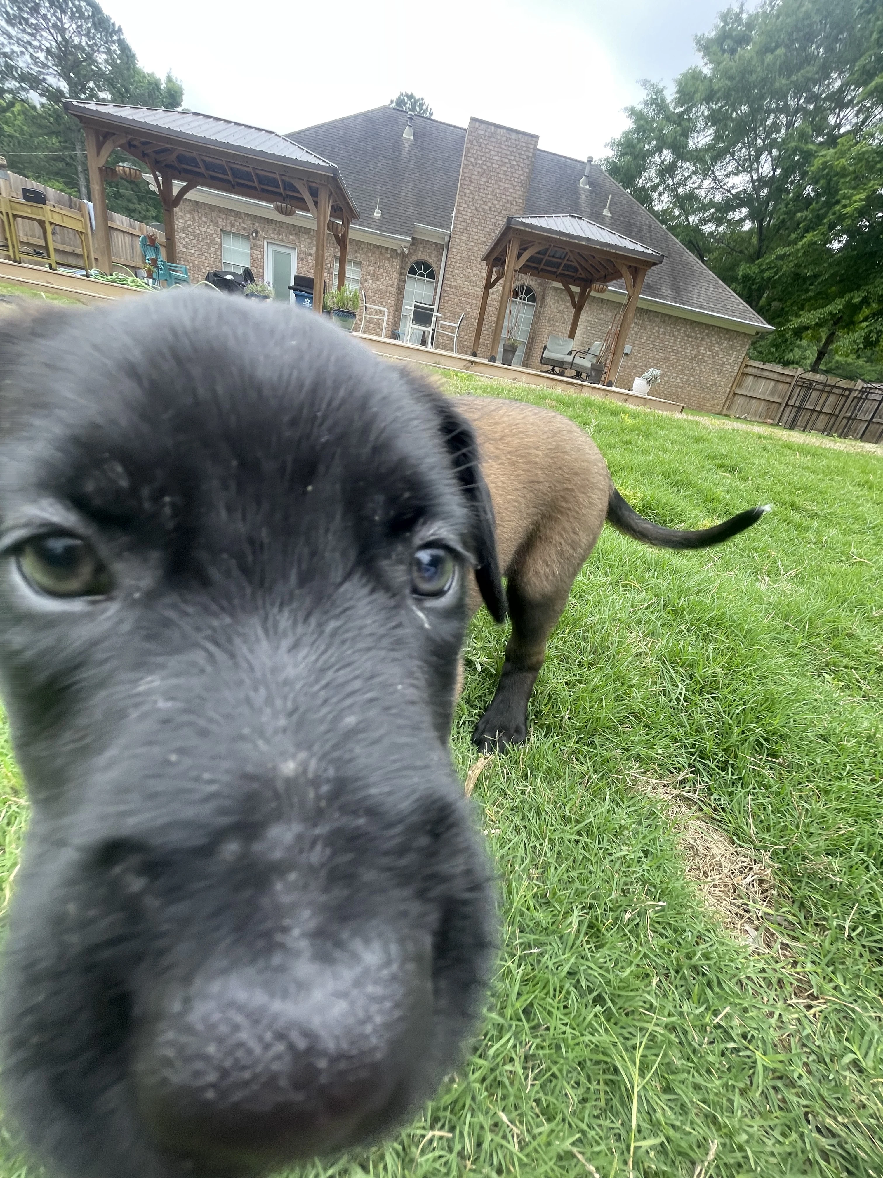 Azula from the Ranger x Mila litter during puppy evaluation and development.