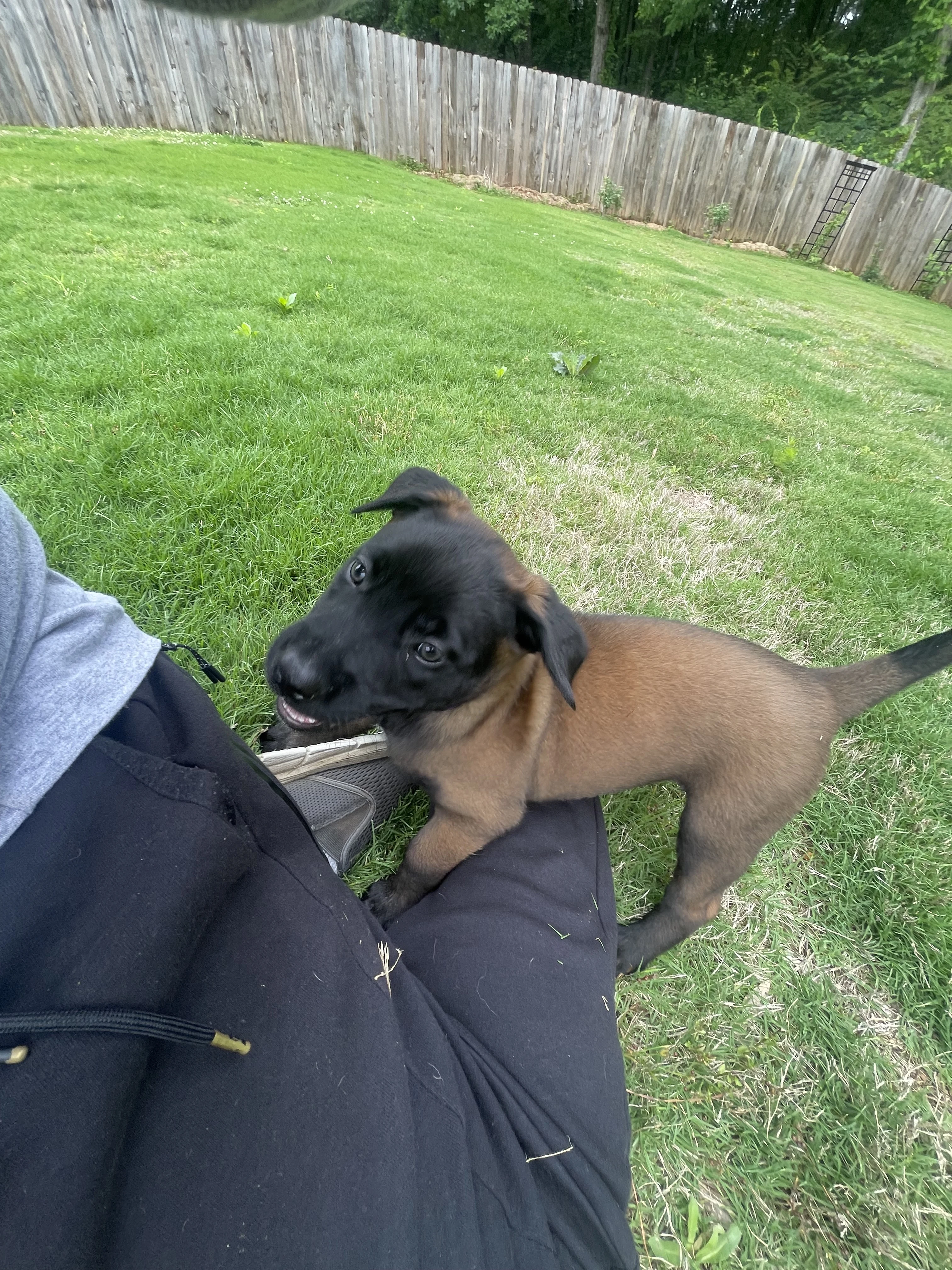 Azula from the Ranger x Mila litter during puppy evaluation and development.