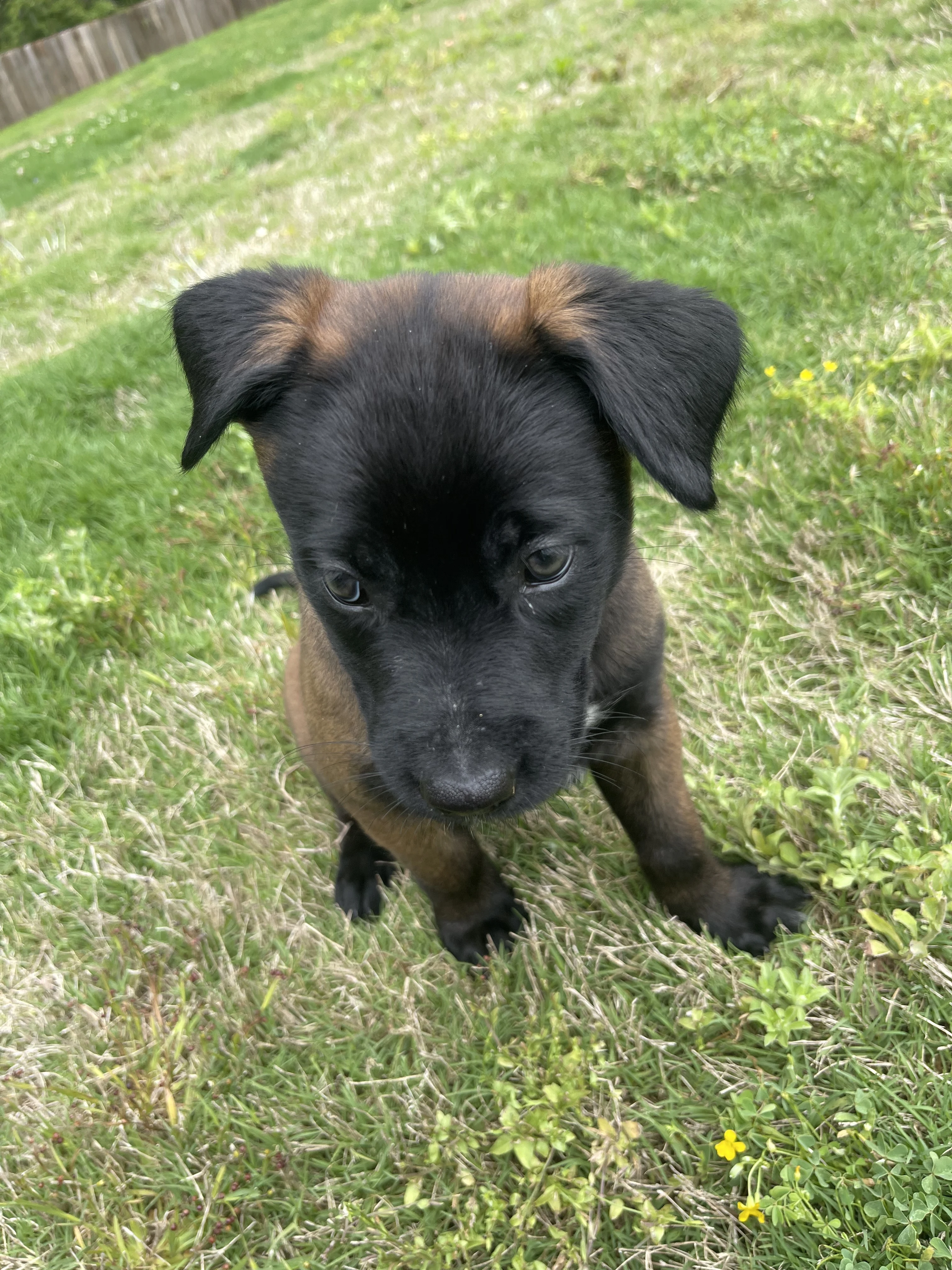 Azula from the Ranger x Mila litter during puppy evaluation and development.
