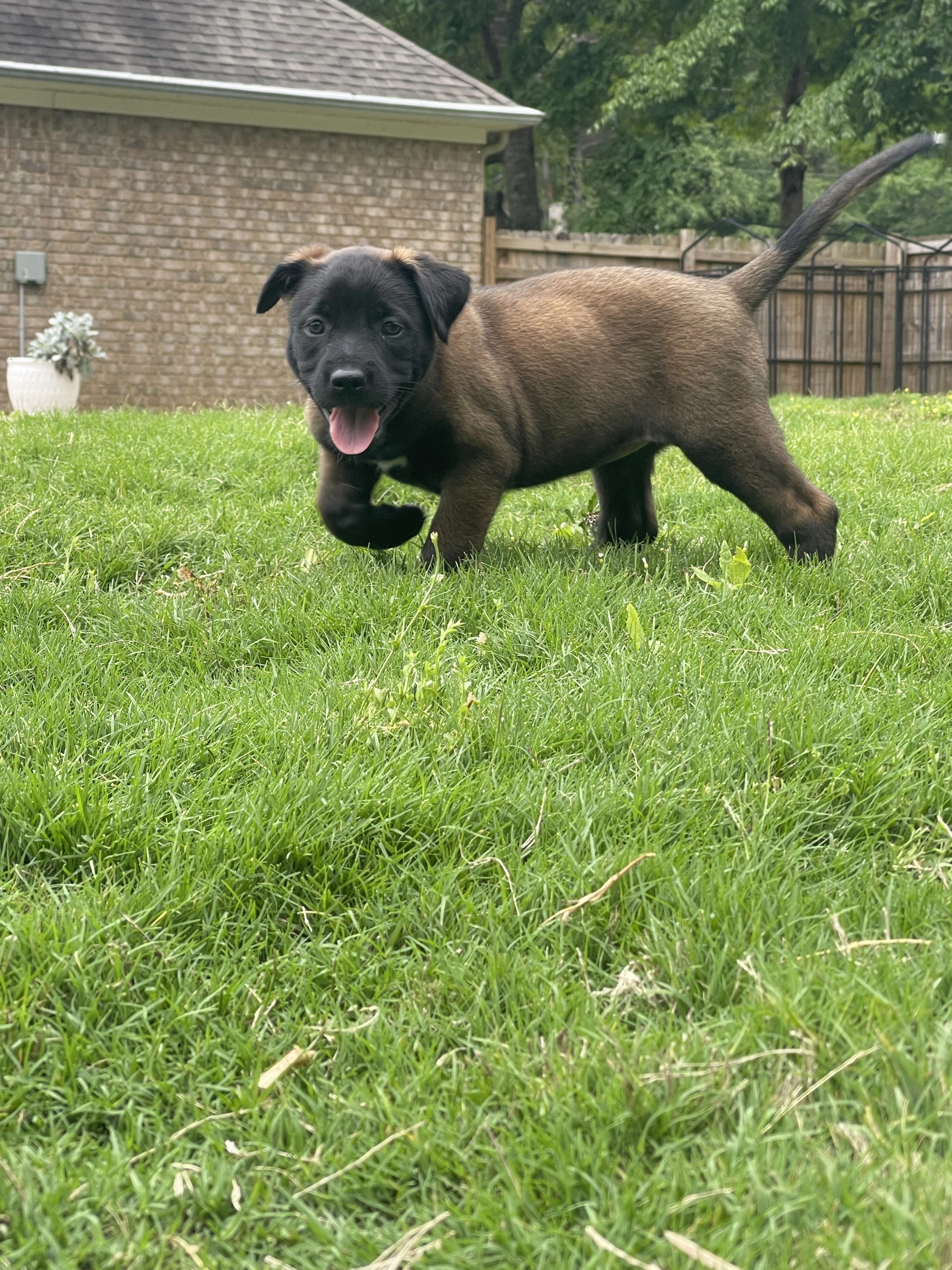 Azula from the Ranger x Mila litter during puppy evaluation and development.