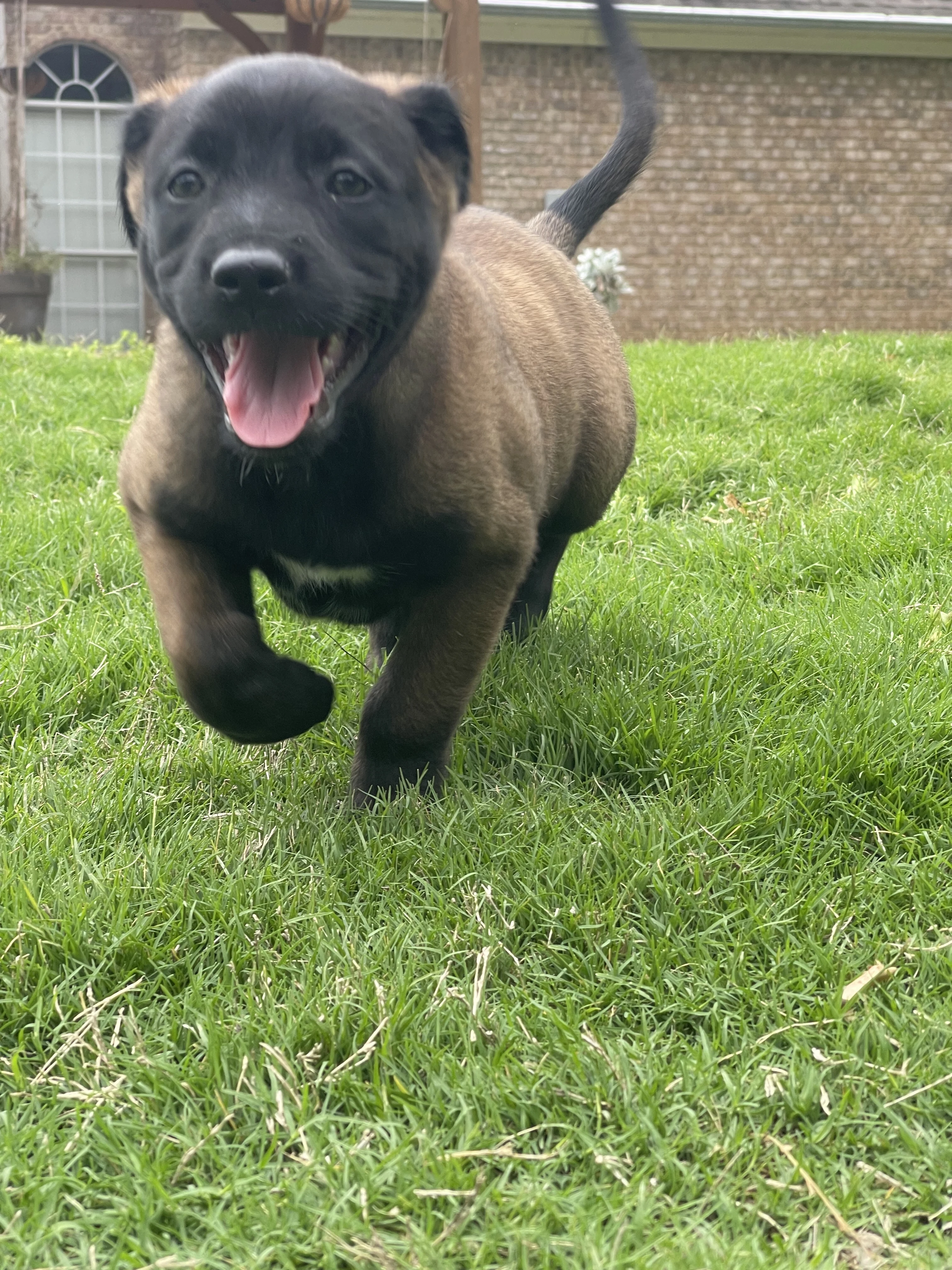 Azula from the Ranger x Mila litter during puppy evaluation and development.