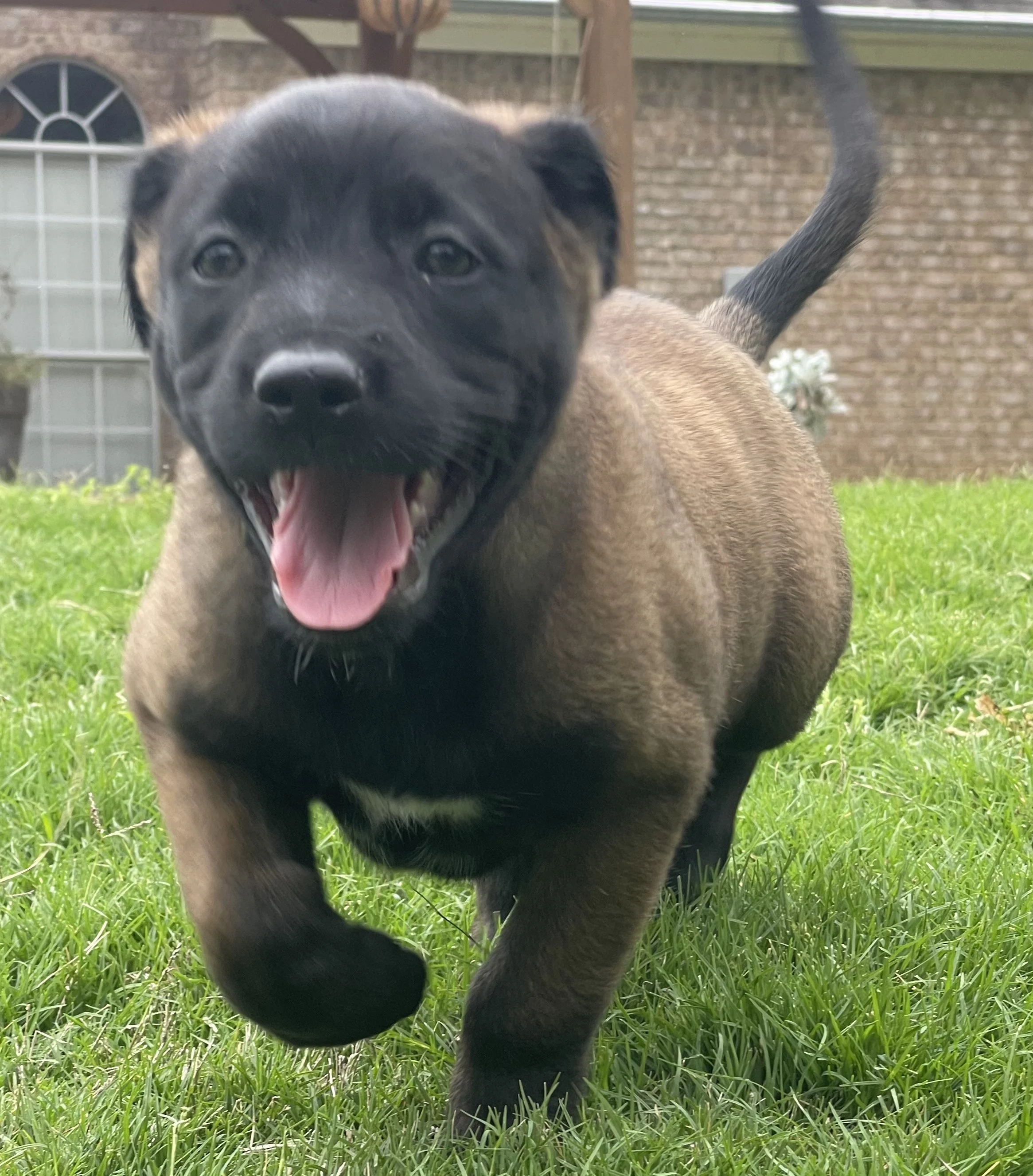 Azula from the Ranger x Mila litter during puppy evaluation and development.