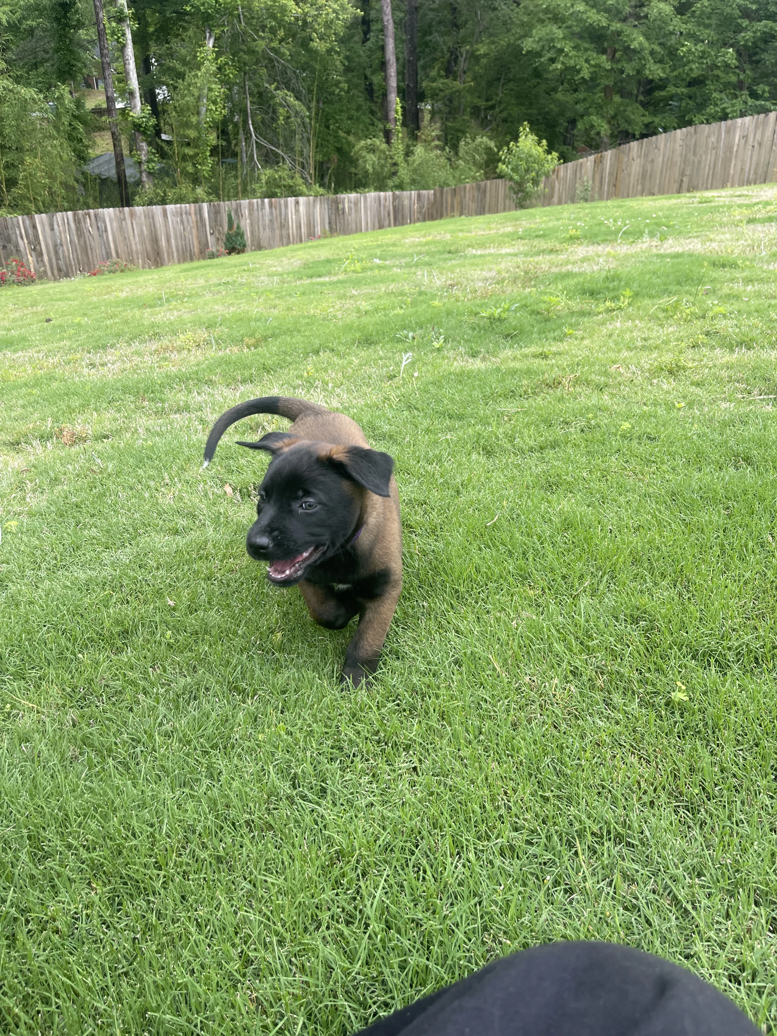 Azula from the Ranger x Mila litter during puppy evaluation and development.