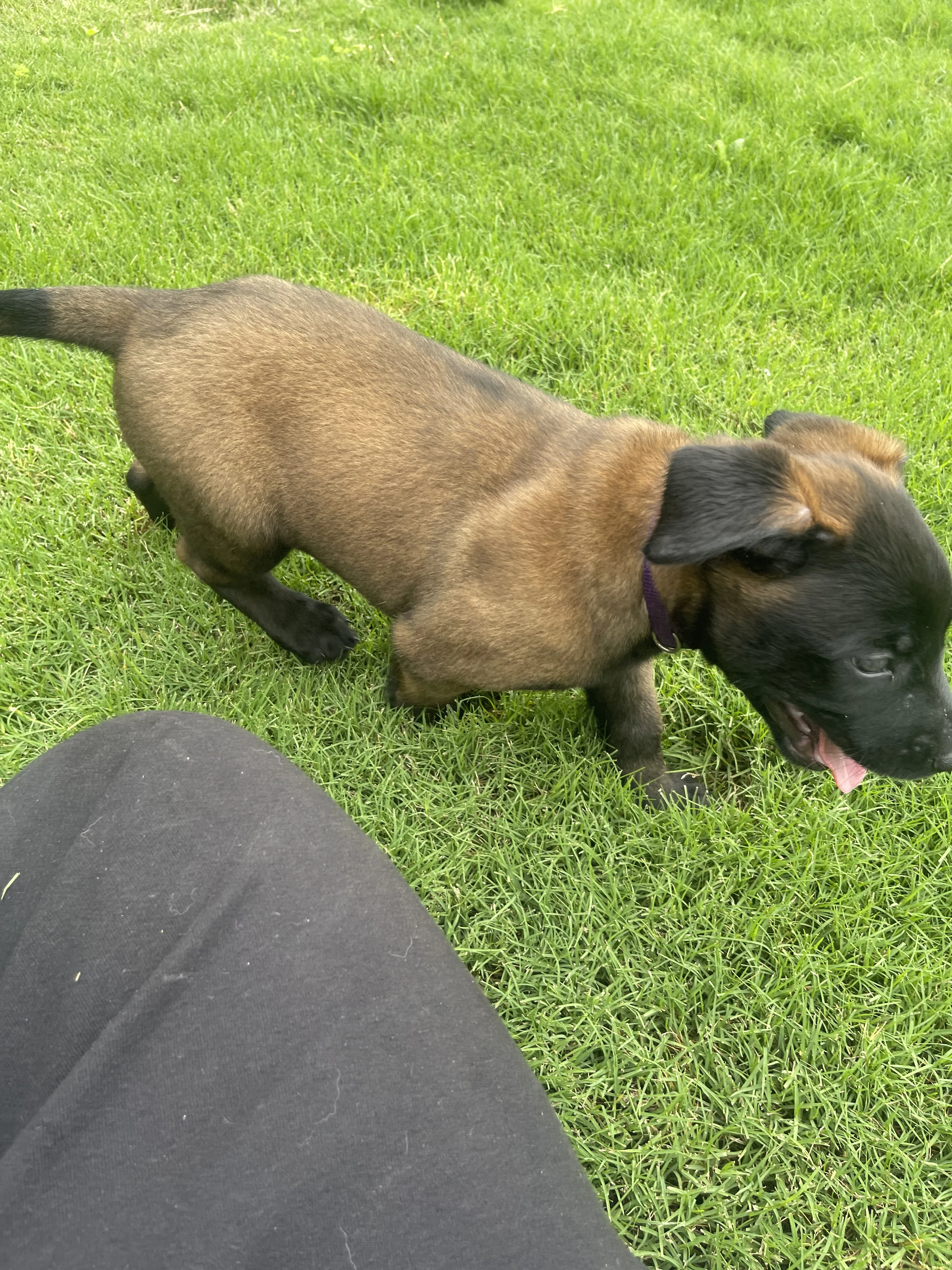 Azula from the Ranger x Mila litter during puppy evaluation and development.