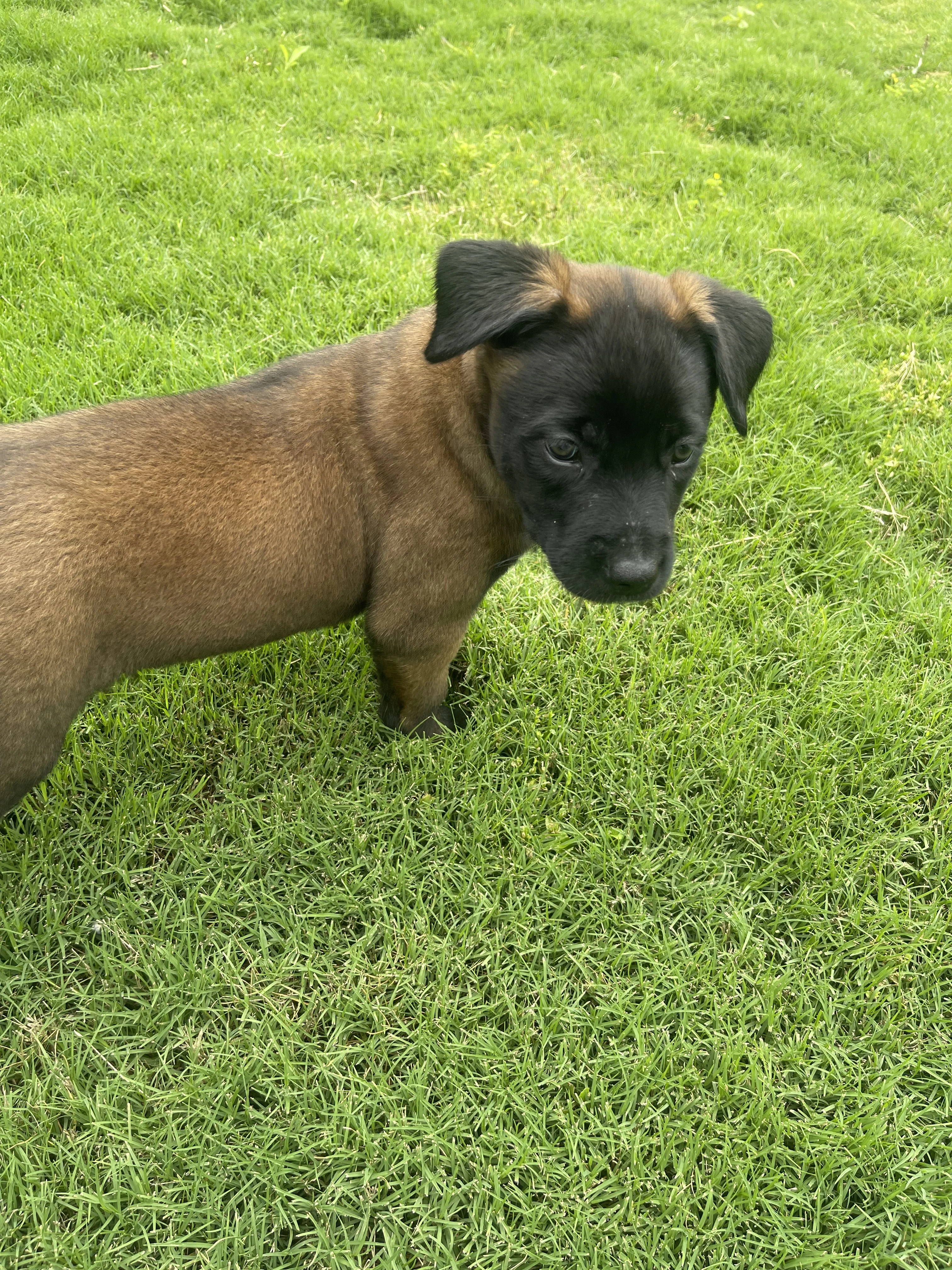 Azula from the Ranger x Mila litter during puppy evaluation and development.