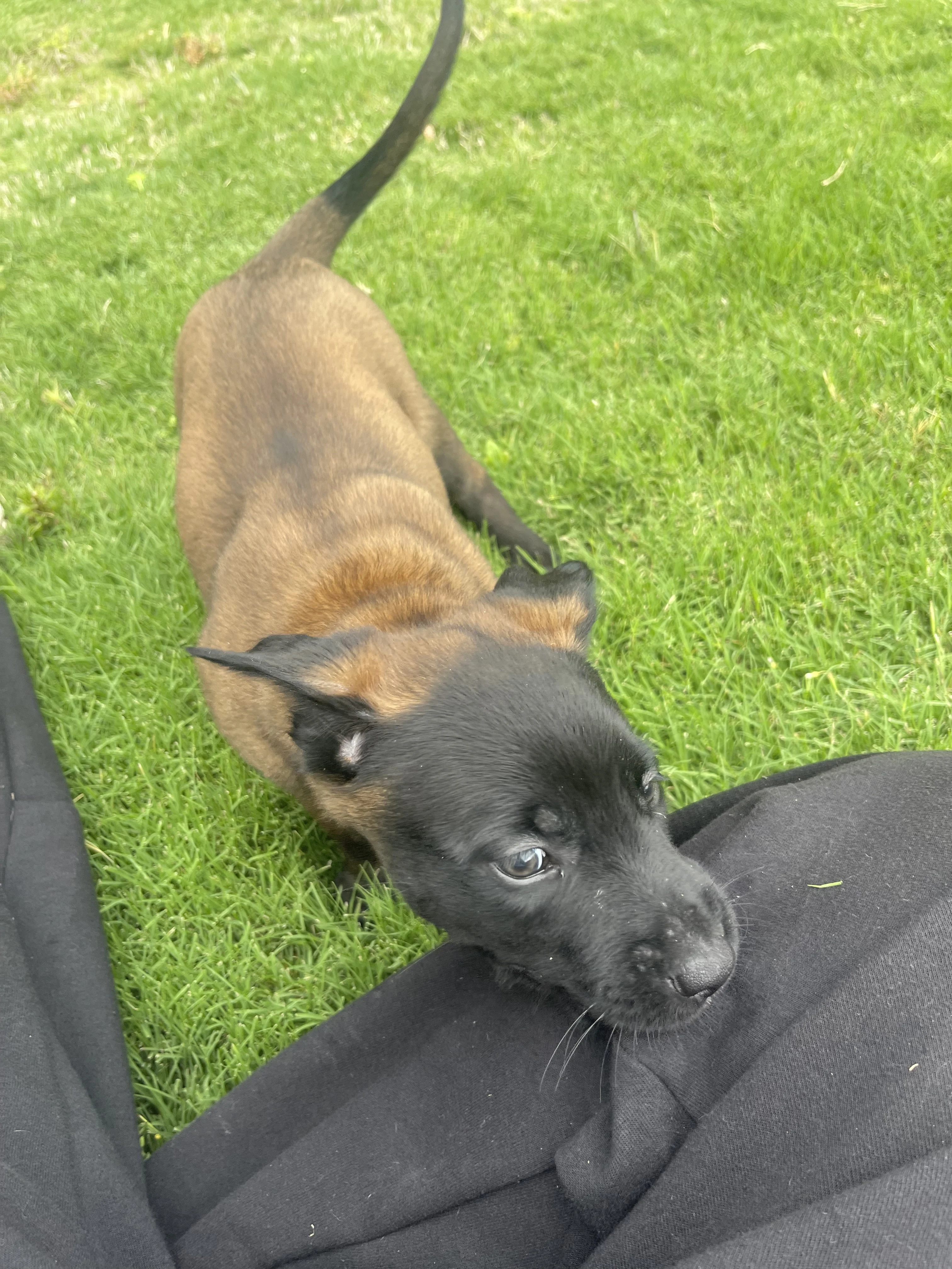 Azula from the Ranger x Mila litter during puppy evaluation and development.