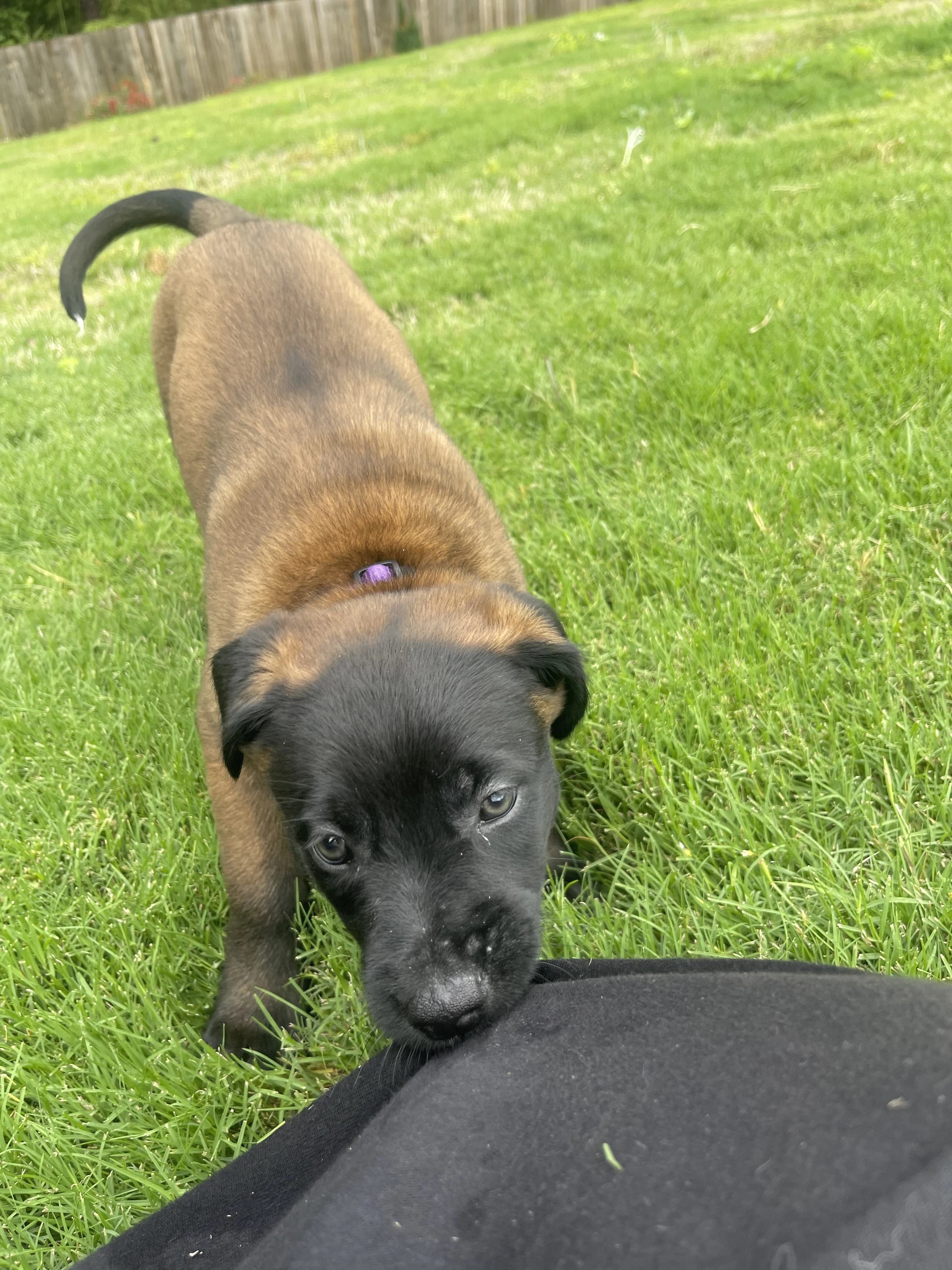 Azula from the Ranger x Mila litter during puppy evaluation and development.