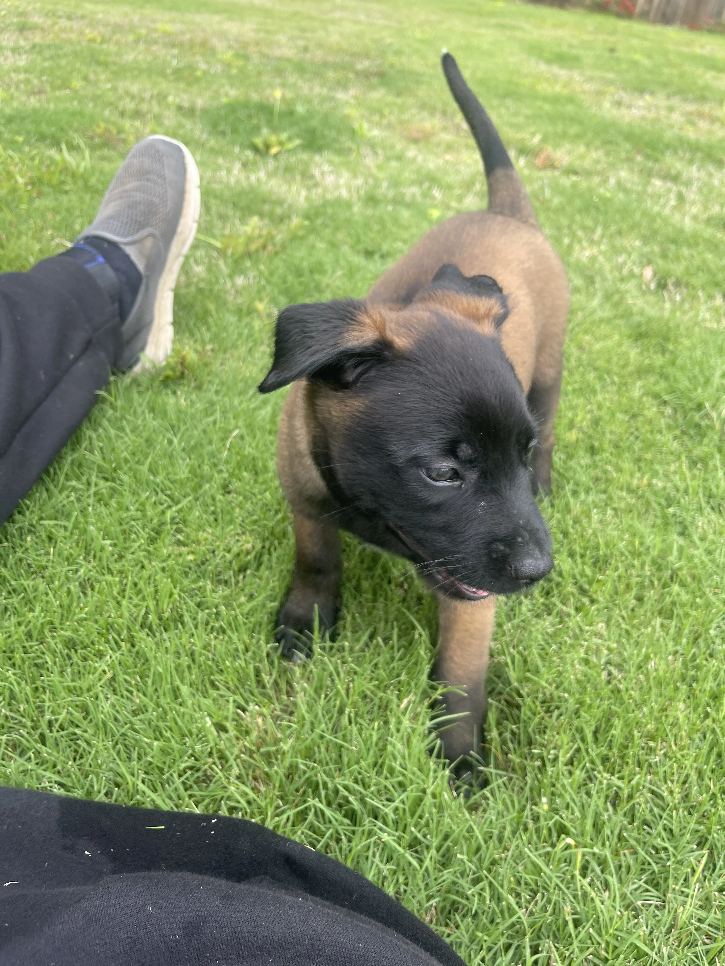 Azula from the Ranger x Mila litter during puppy evaluation and development.