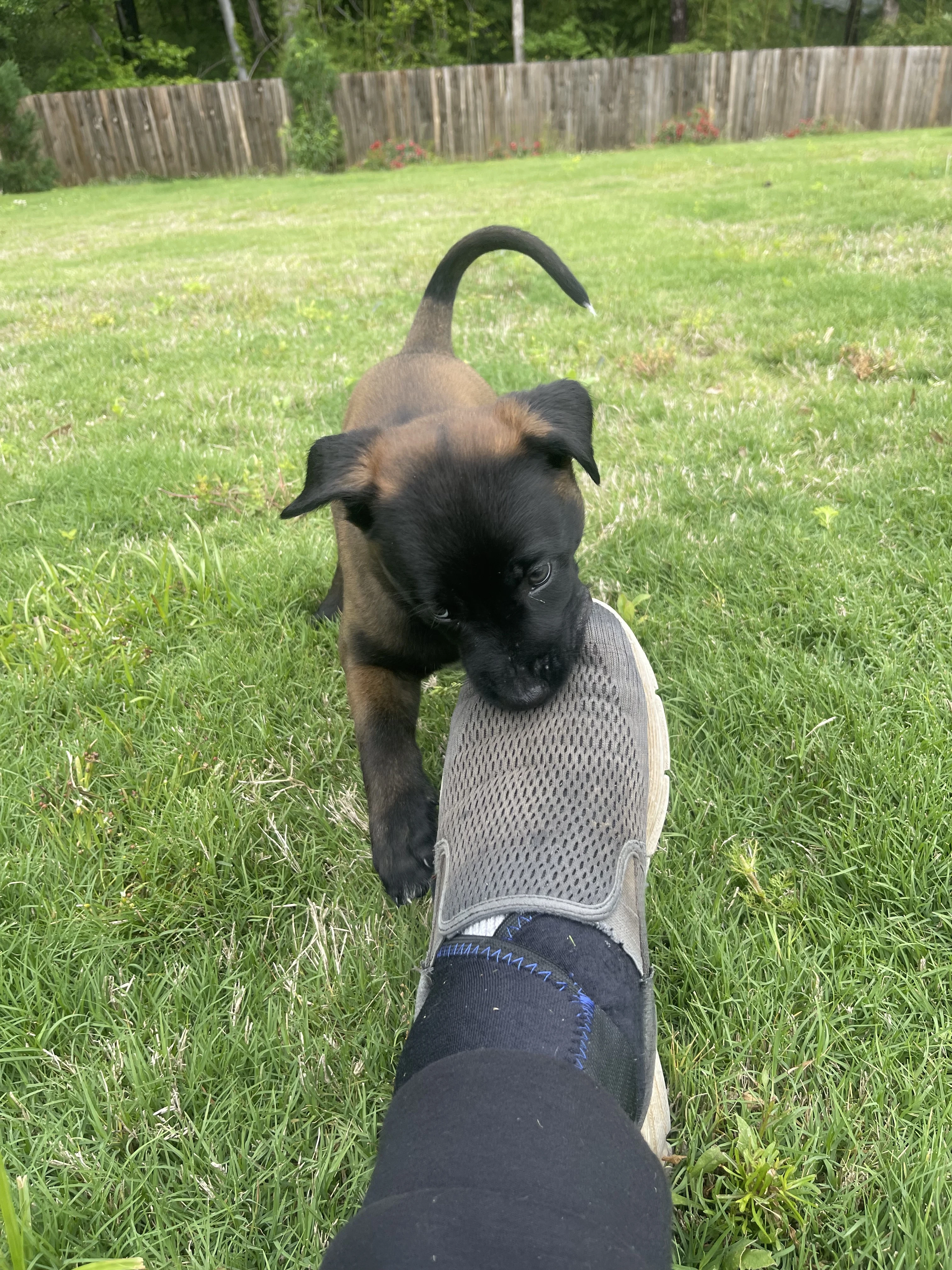 Azula from the Ranger x Mila litter during puppy evaluation and development.