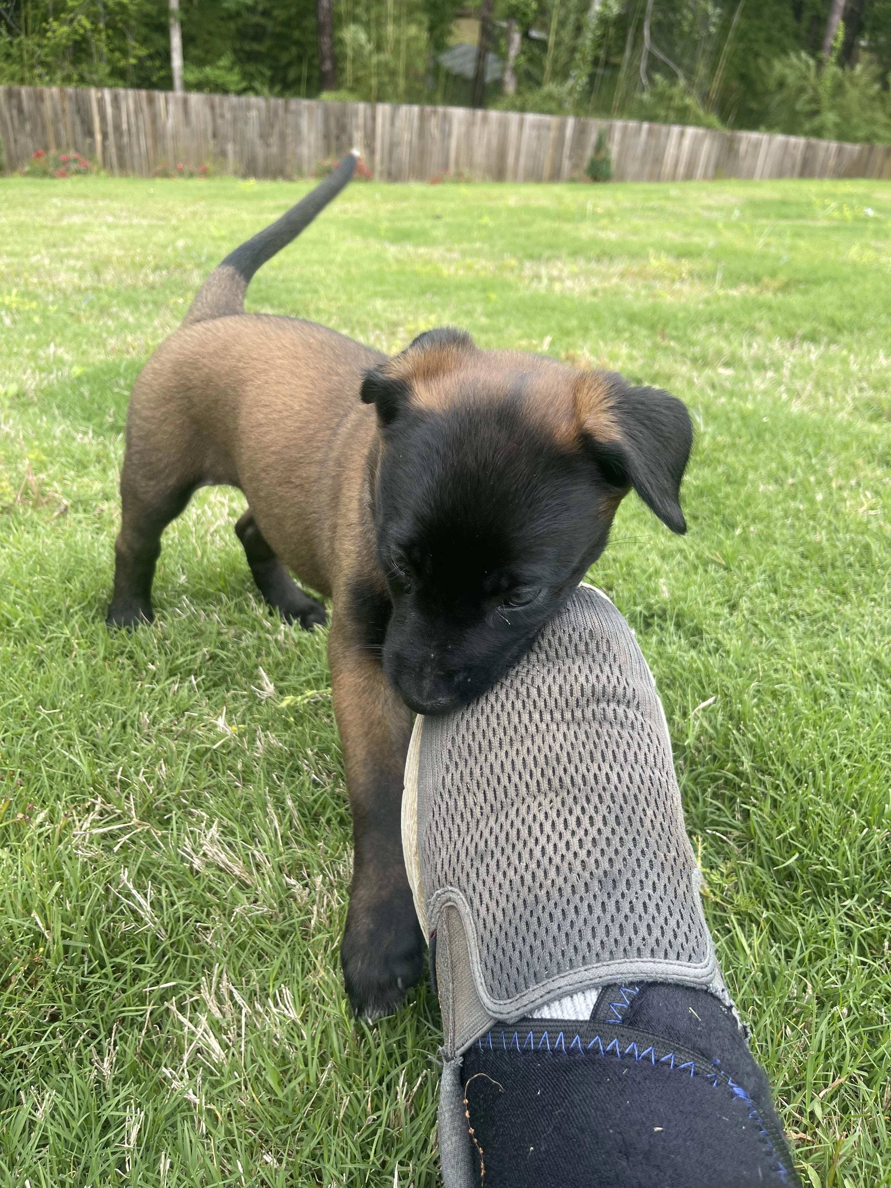 Azula from the Ranger x Mila litter during puppy evaluation and development.