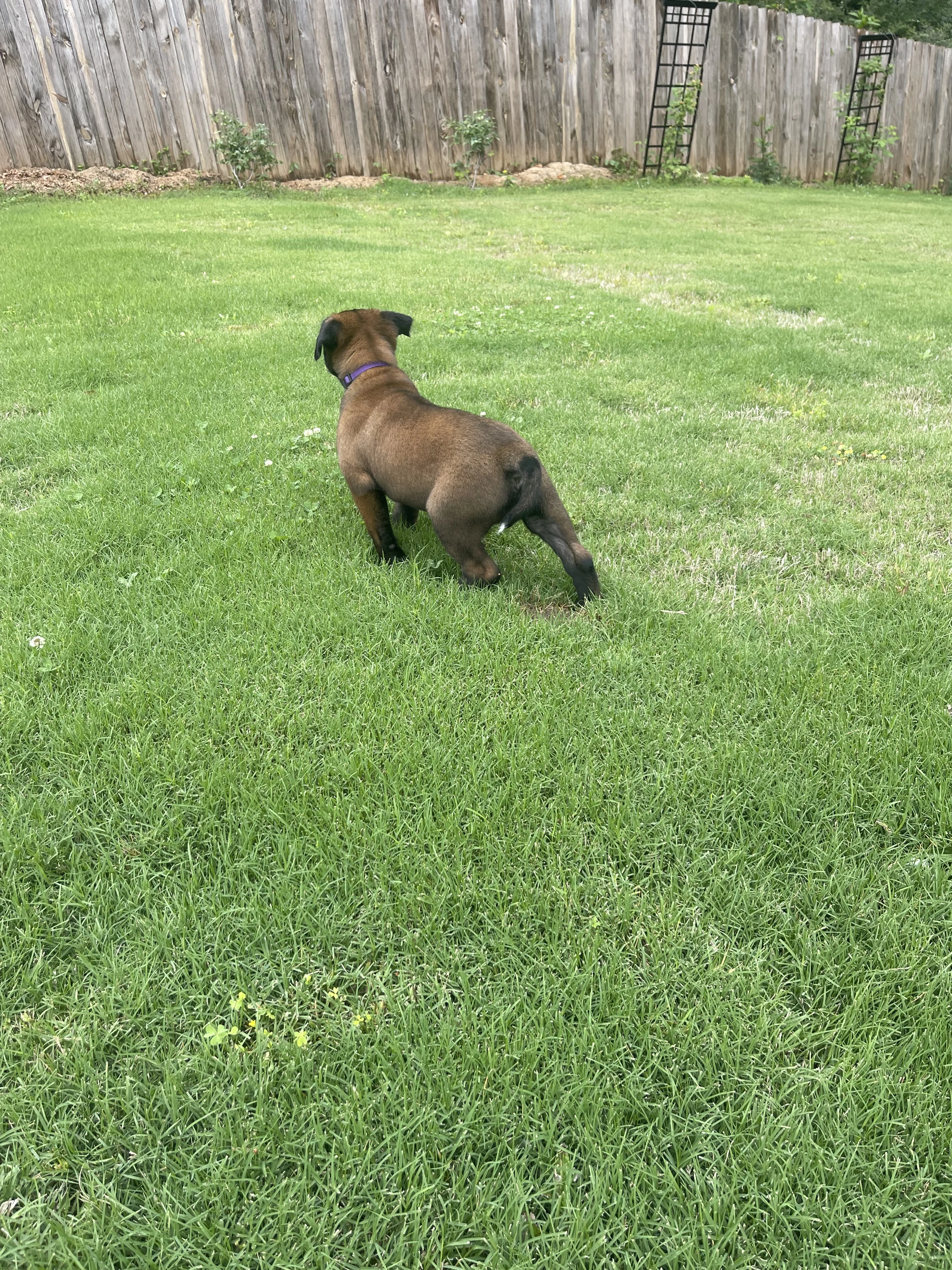 Azula from the Ranger x Mila litter during puppy evaluation and development.