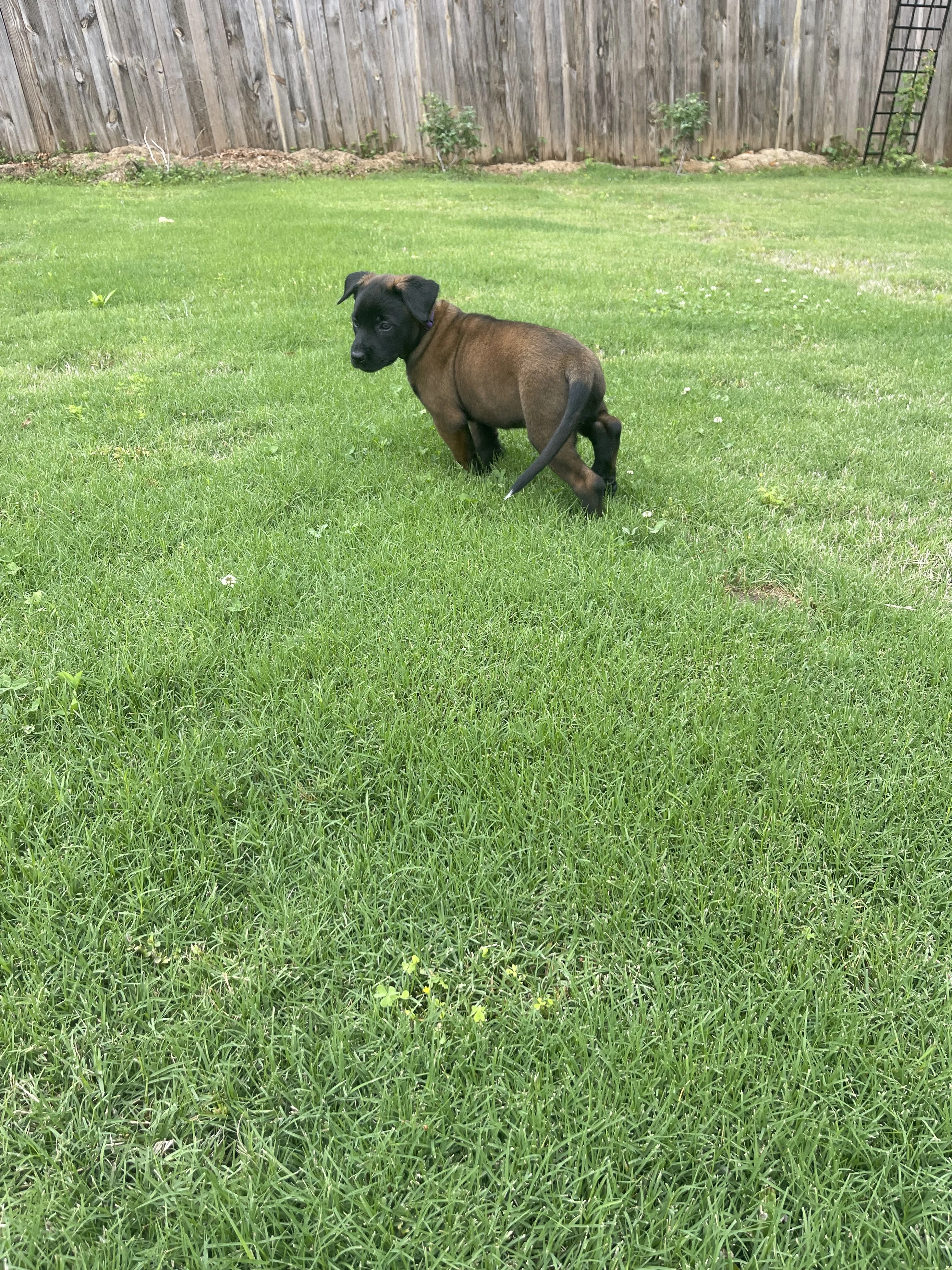 Azula from the Ranger x Mila litter during puppy evaluation and development.