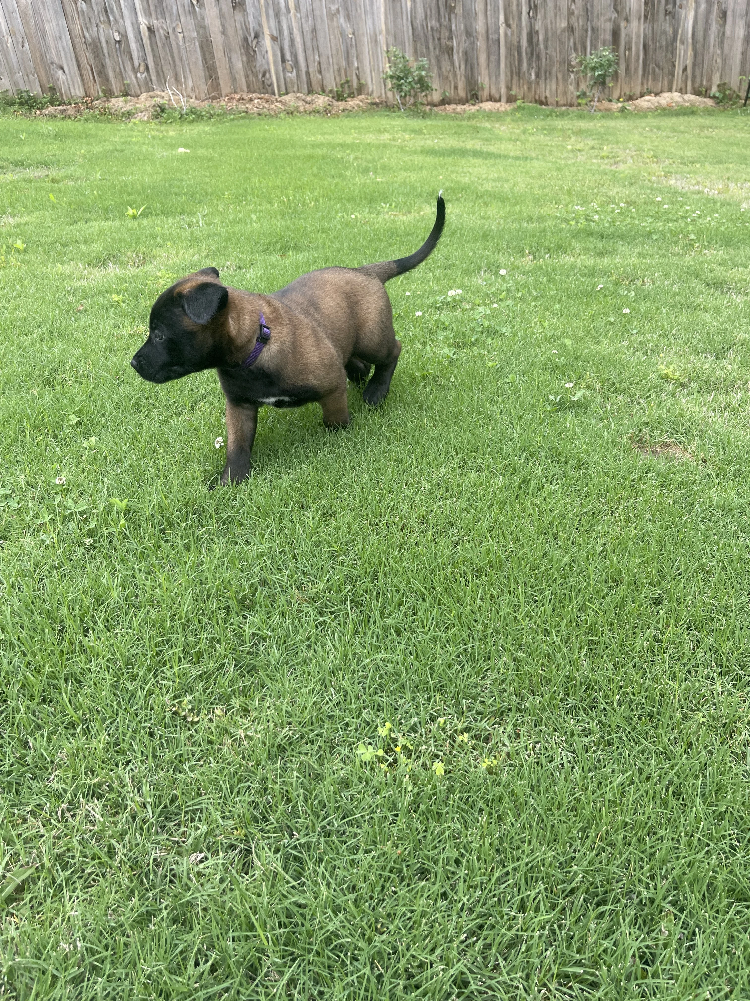 Azula from the Ranger x Mila litter during puppy evaluation and development.