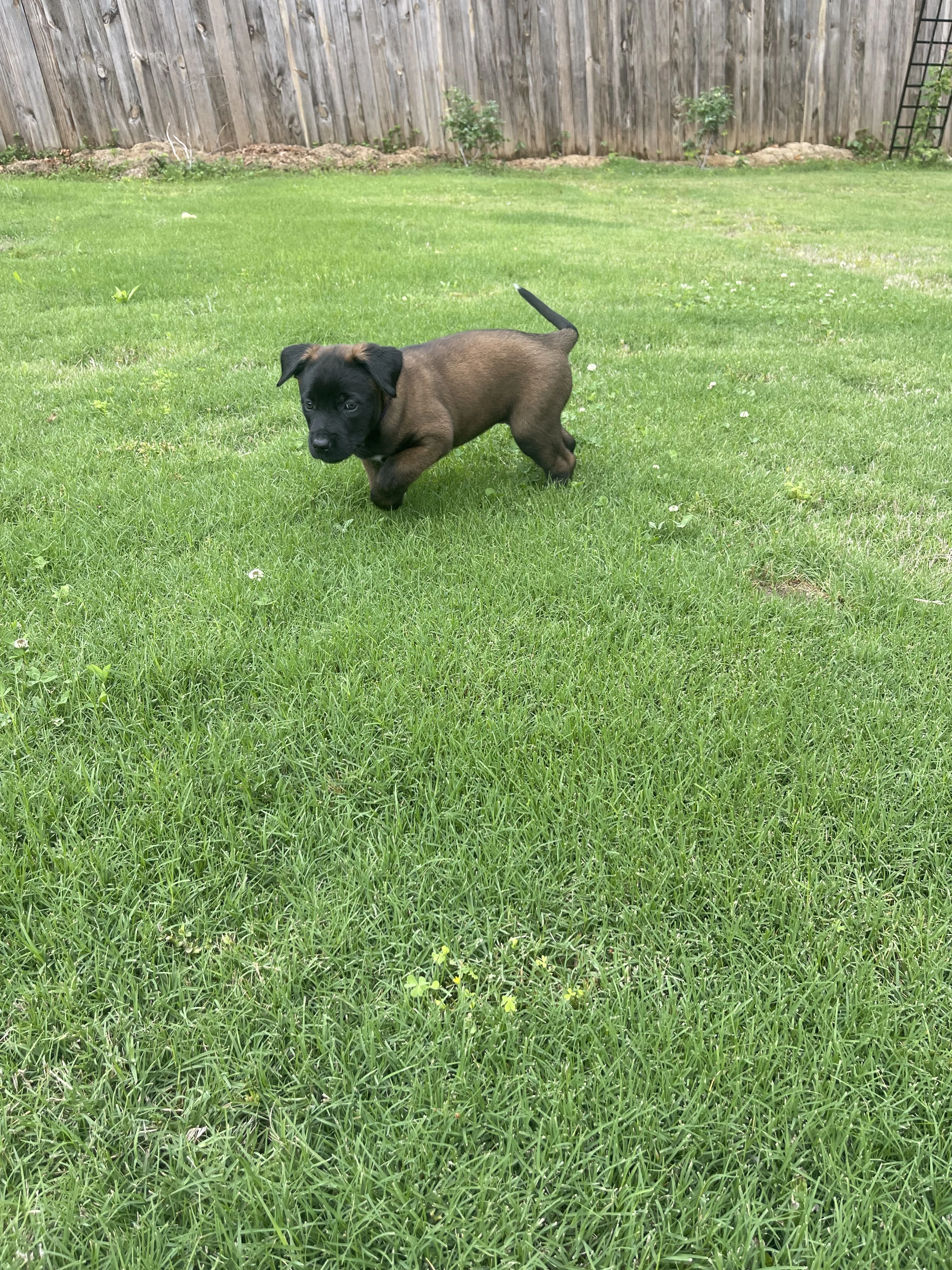 Azula from the Ranger x Mila litter during puppy evaluation and development.