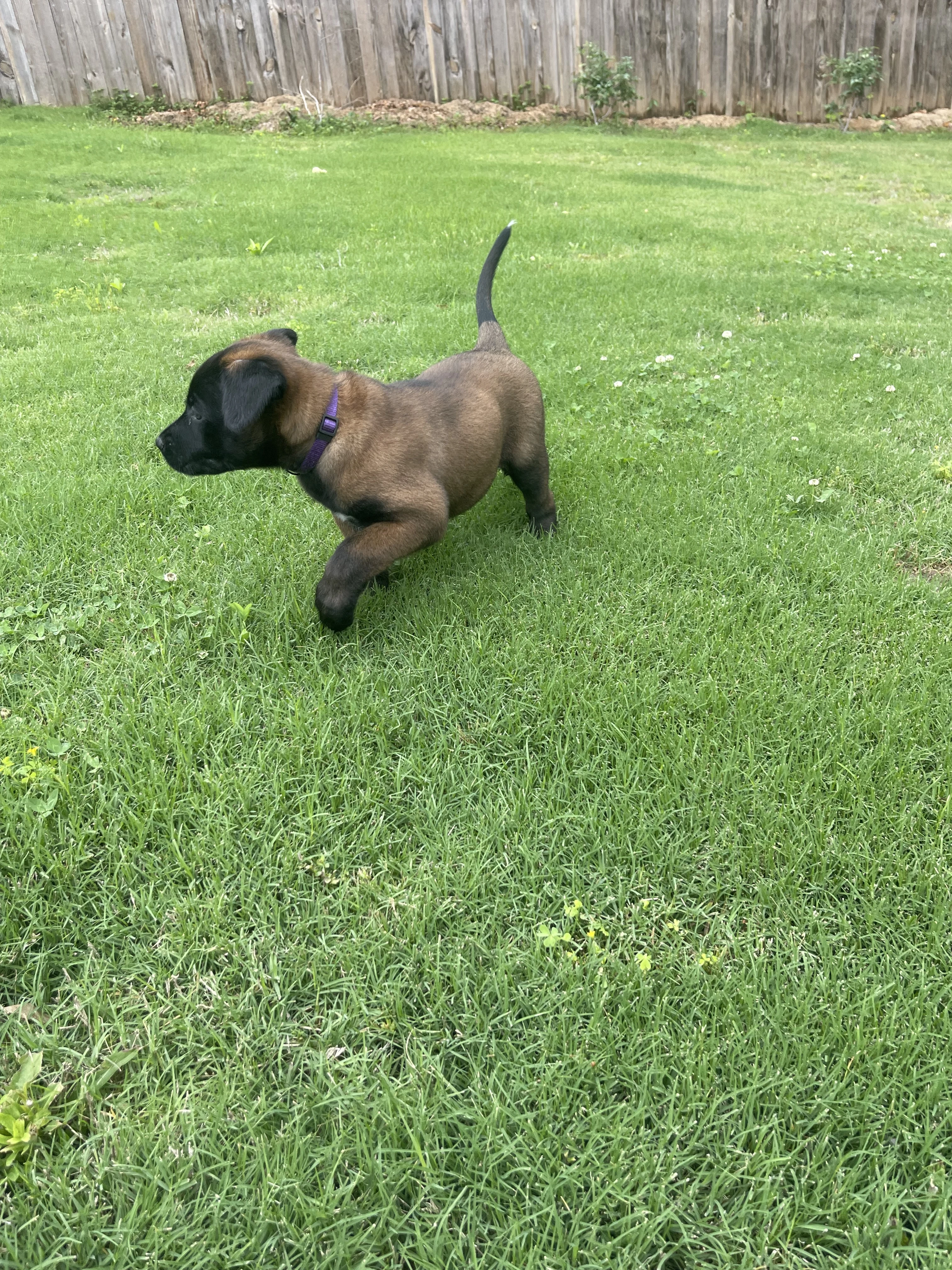 Azula from the Ranger x Mila litter during puppy evaluation and development.