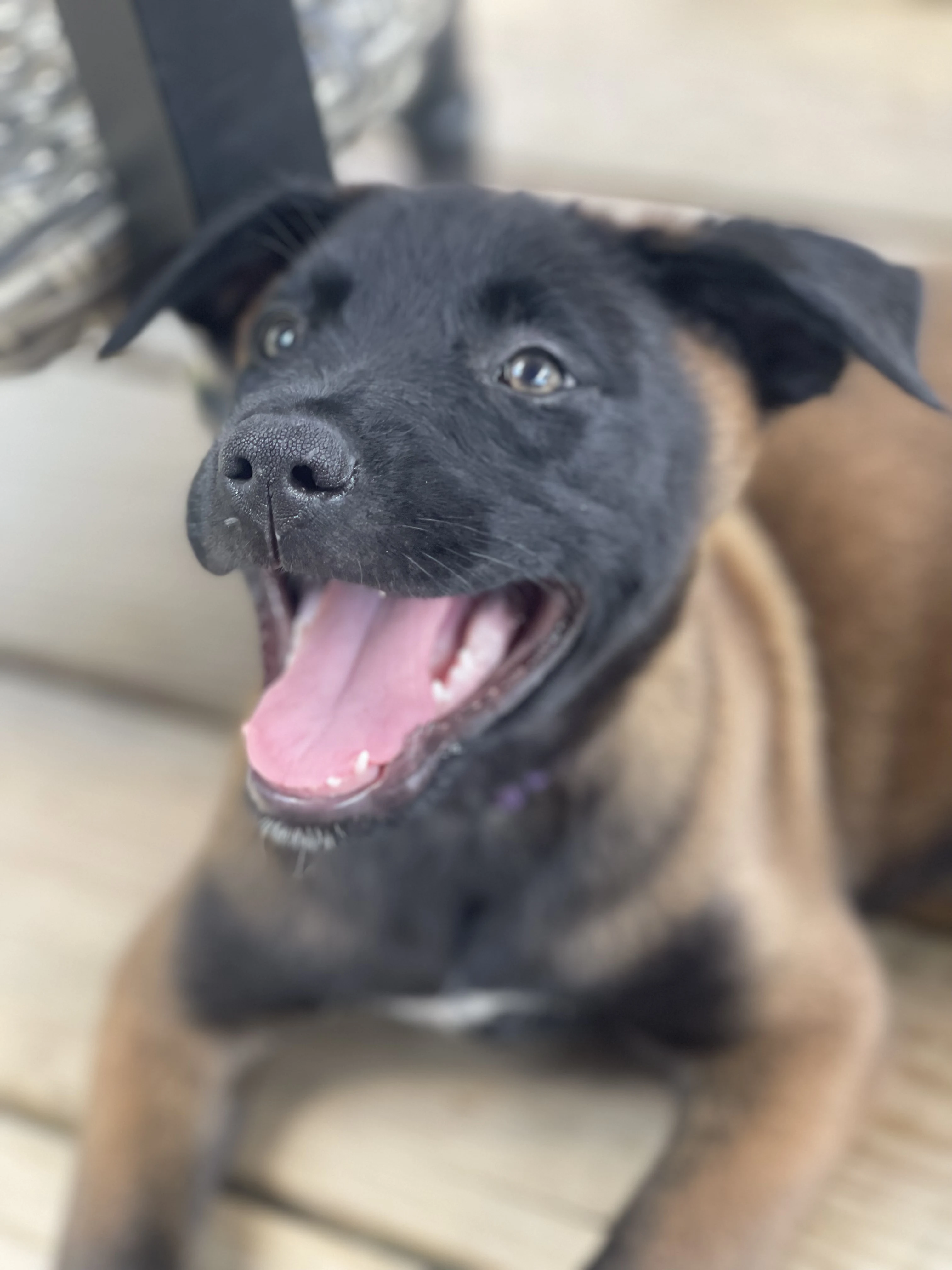 Azula from the Ranger x Mila litter during puppy evaluation and development.