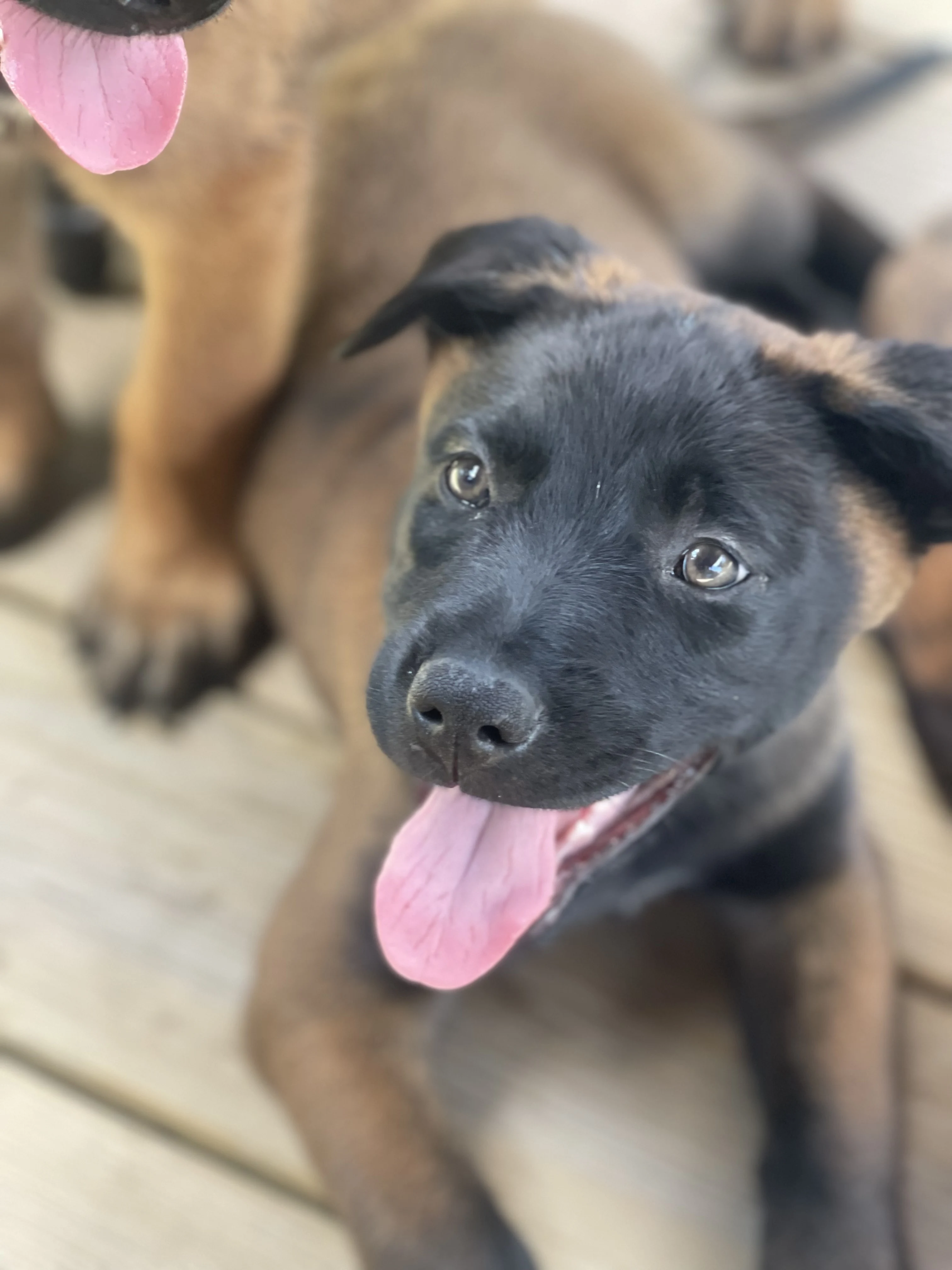 Azula from the Ranger x Mila litter during puppy evaluation and development.