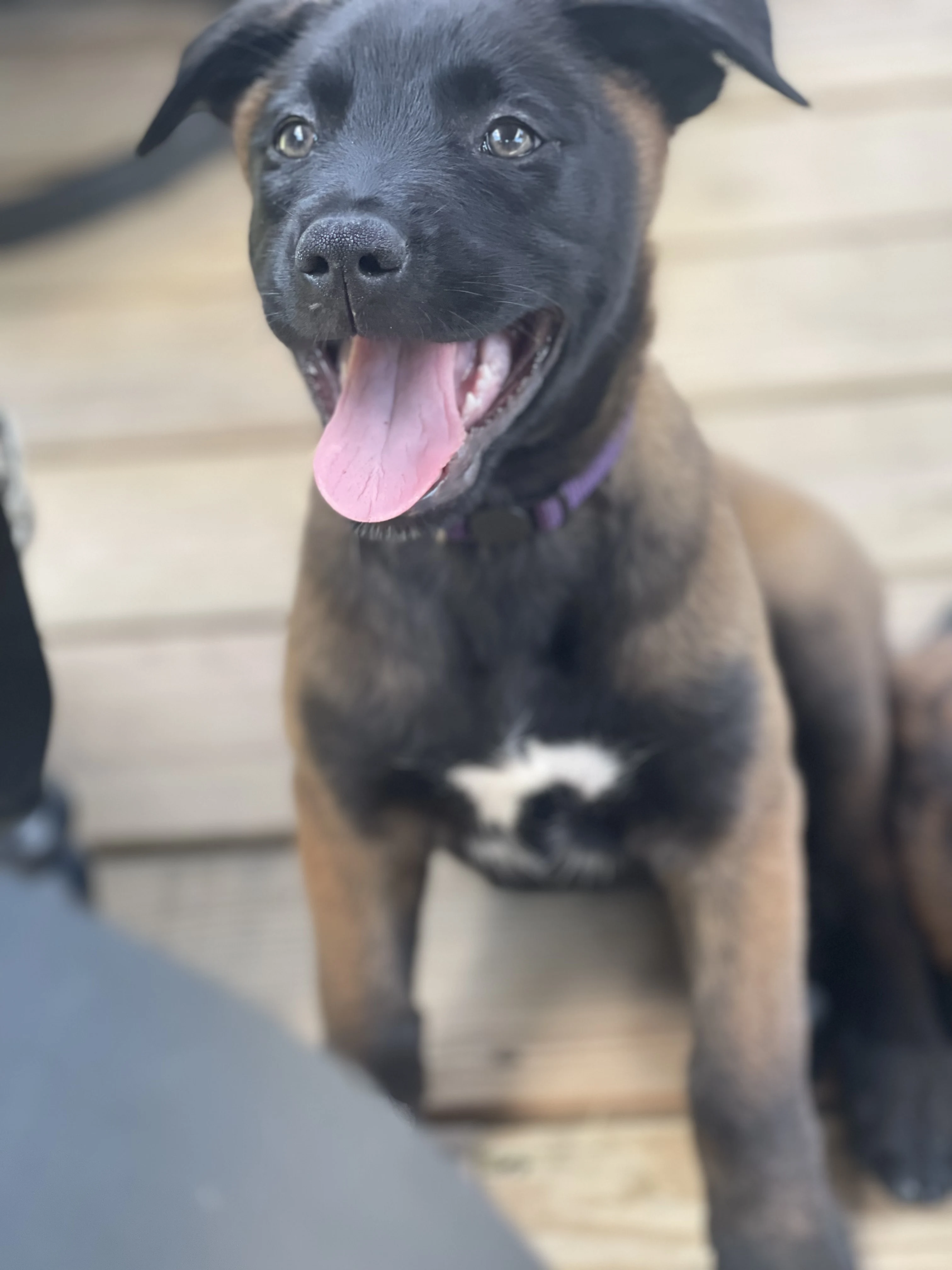 Azula, Purple-collar female puppy.
