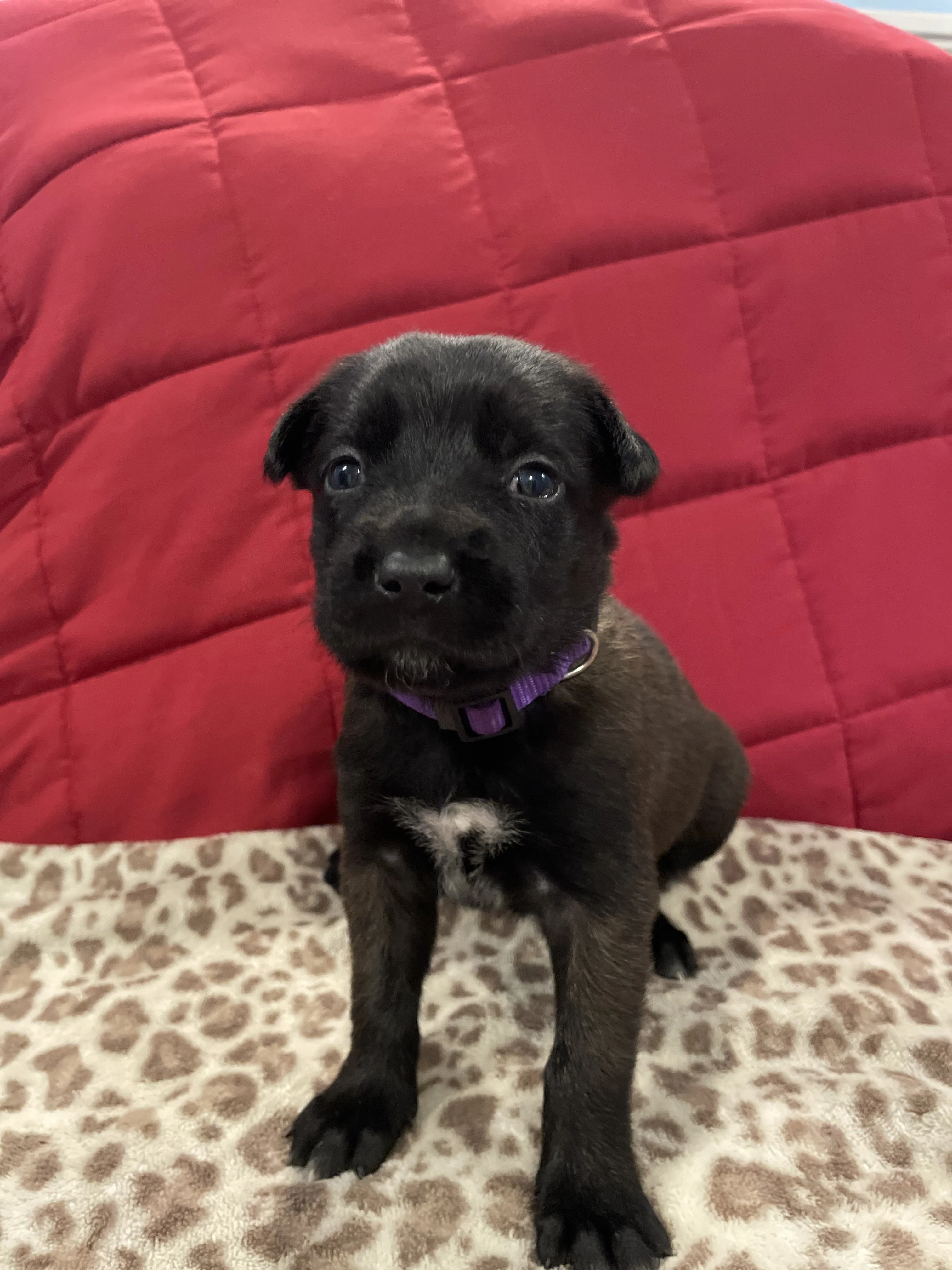Azula from the Ranger x Mila litter during puppy evaluation and development.