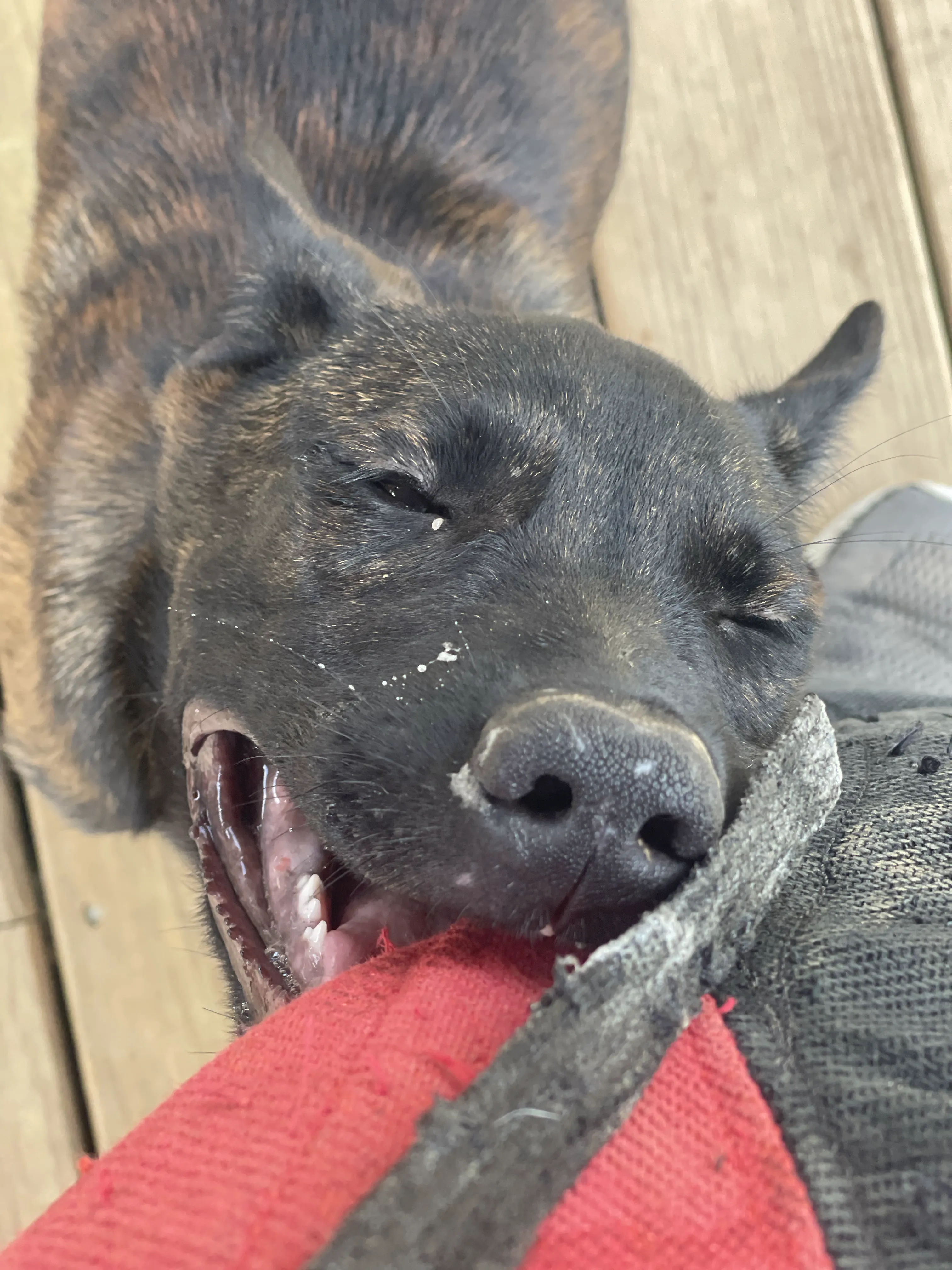 Bumi from the Ranger x Mila litter during puppy evaluation and development.