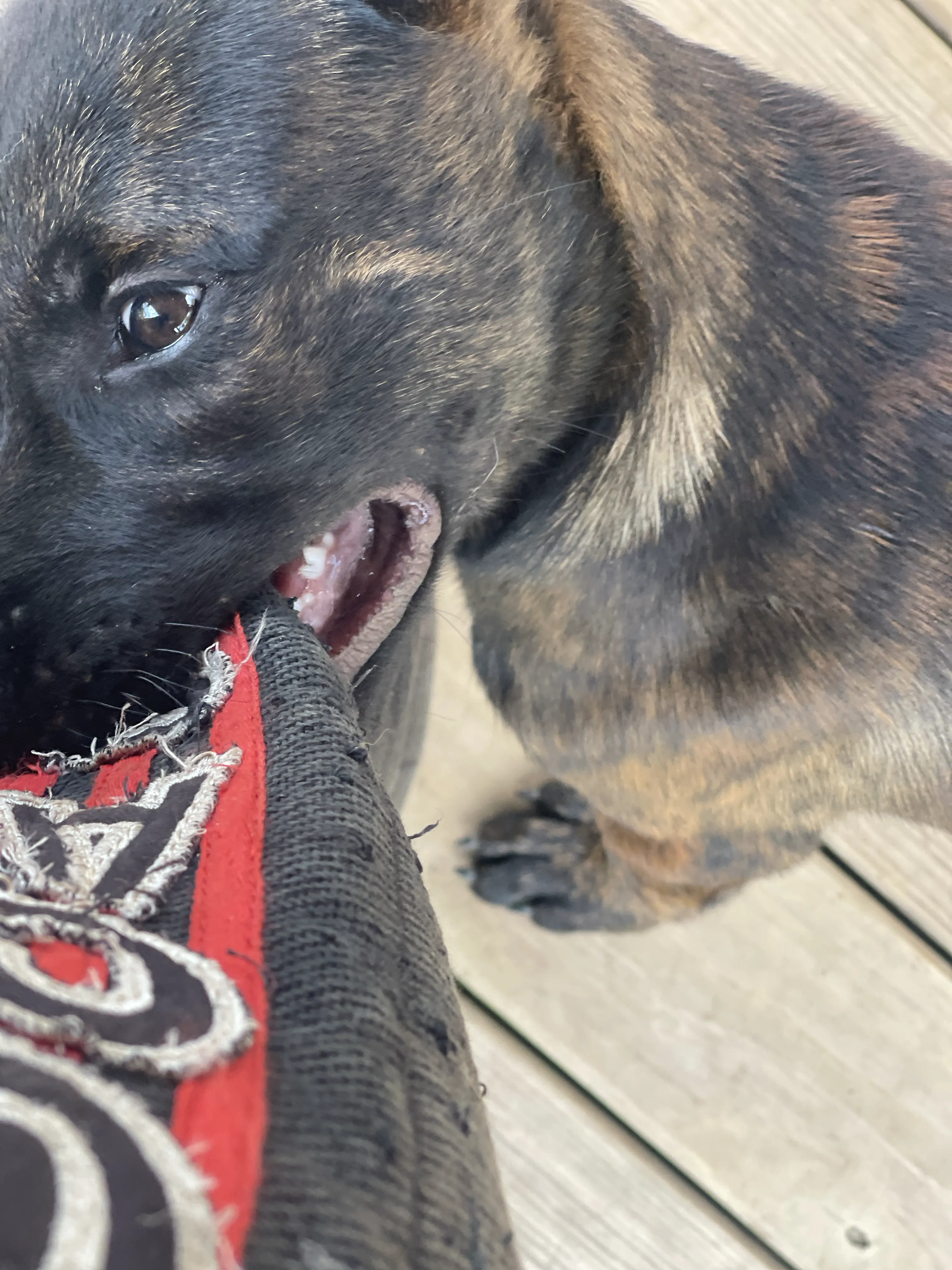 Bumi from the Ranger x Mila litter during puppy evaluation and development.