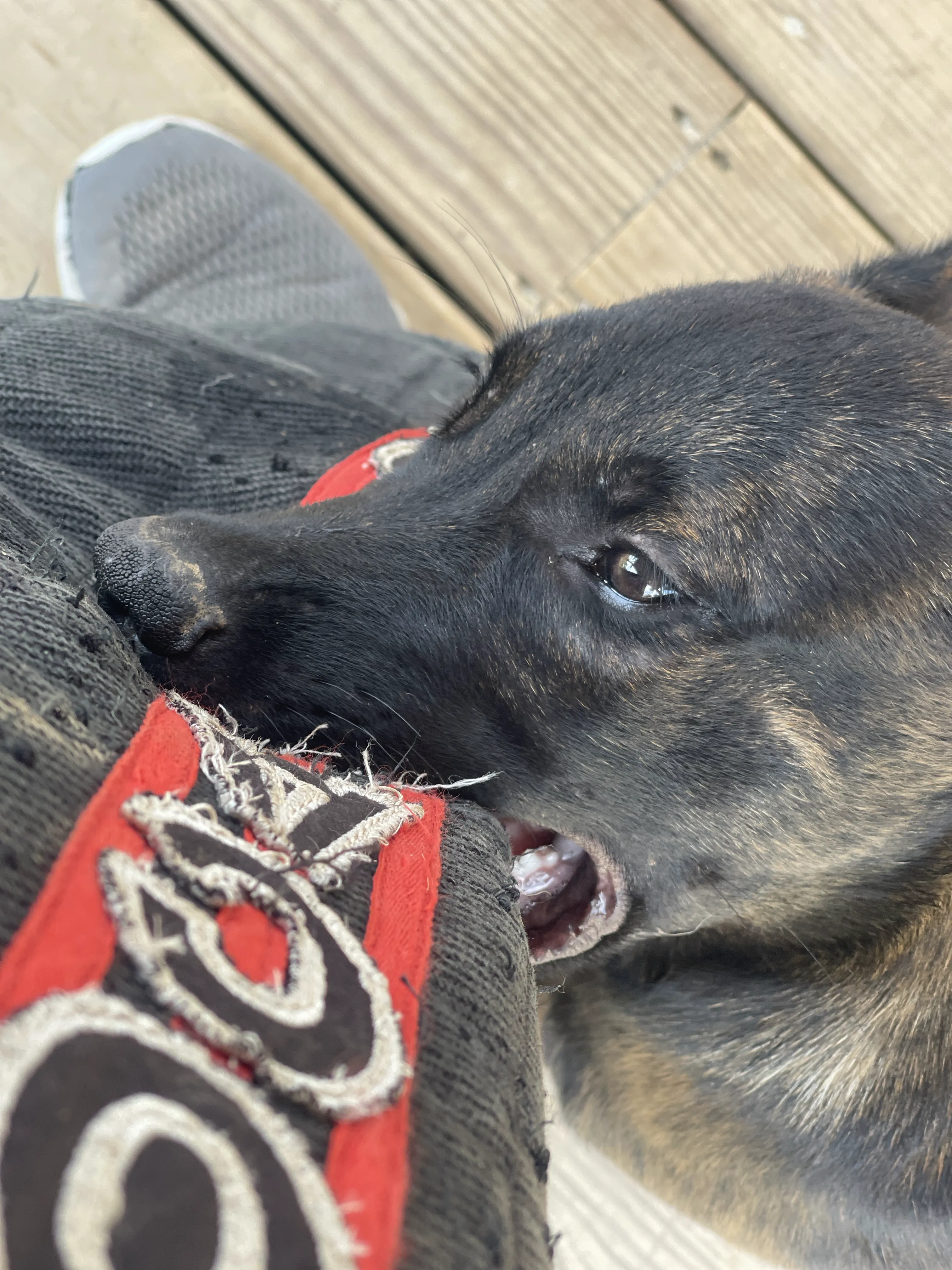 Bumi from the Ranger x Mila litter during puppy evaluation and development.