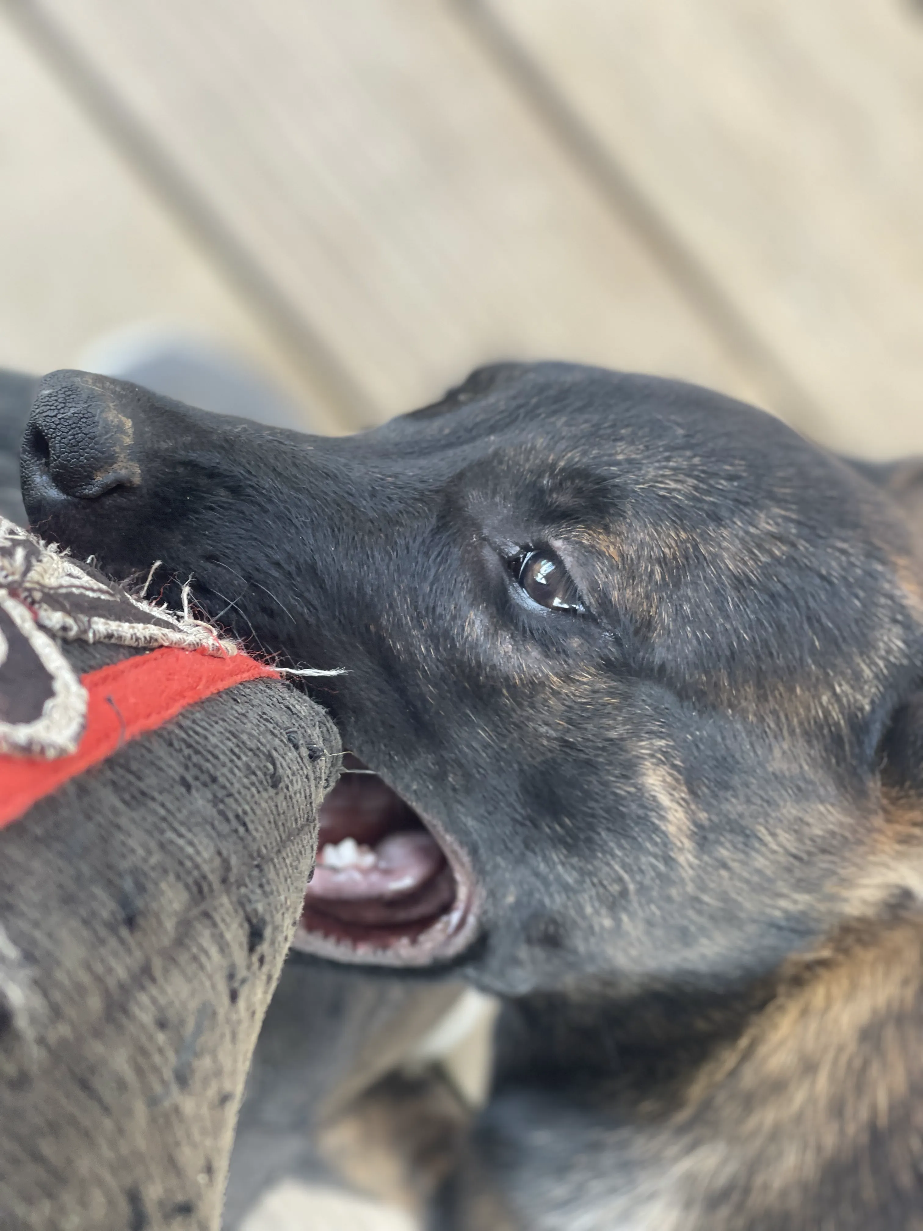 Bumi from the Ranger x Mila litter during puppy evaluation and development.