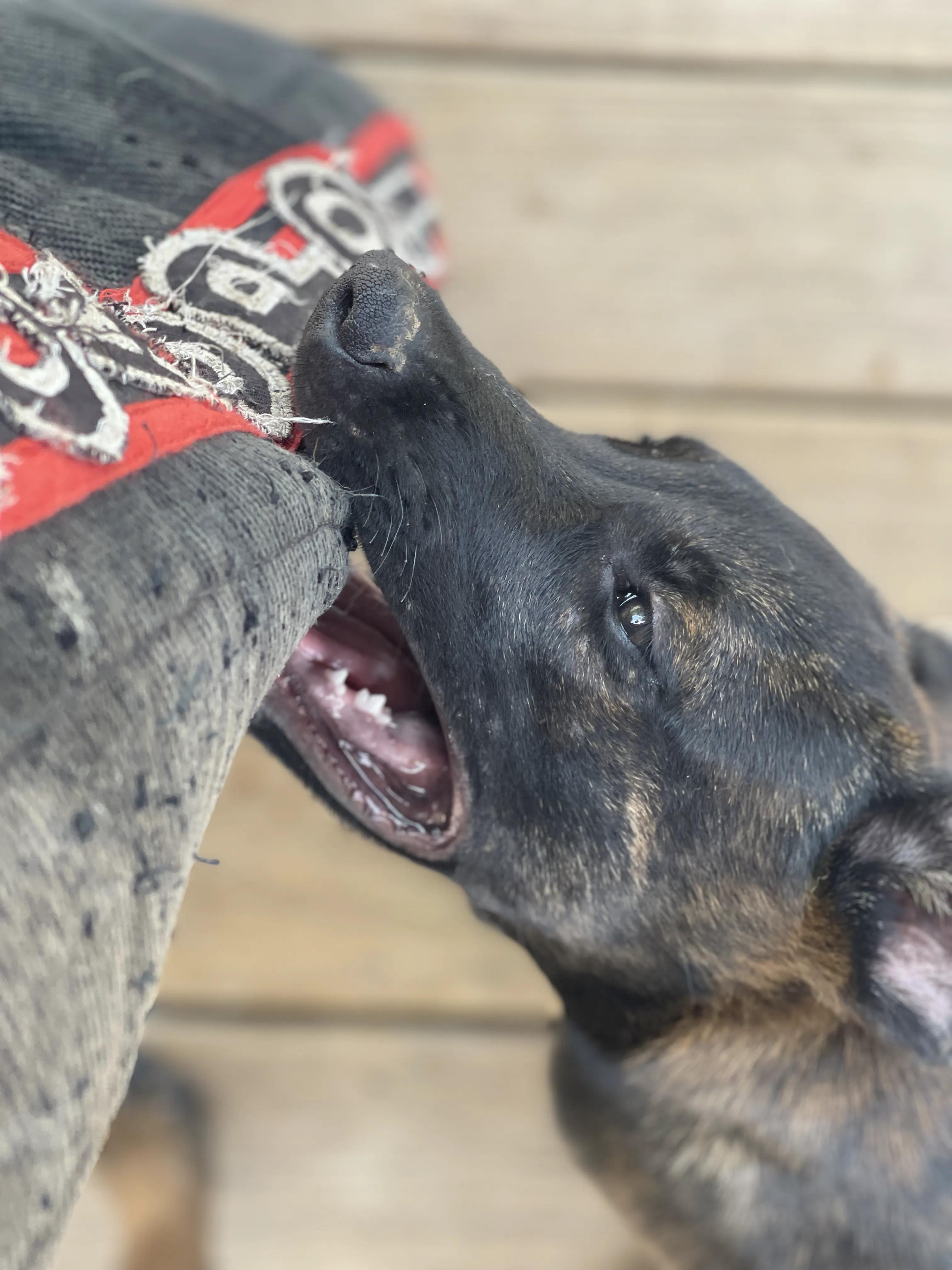 Bumi from the Ranger x Mila litter during puppy evaluation and development.