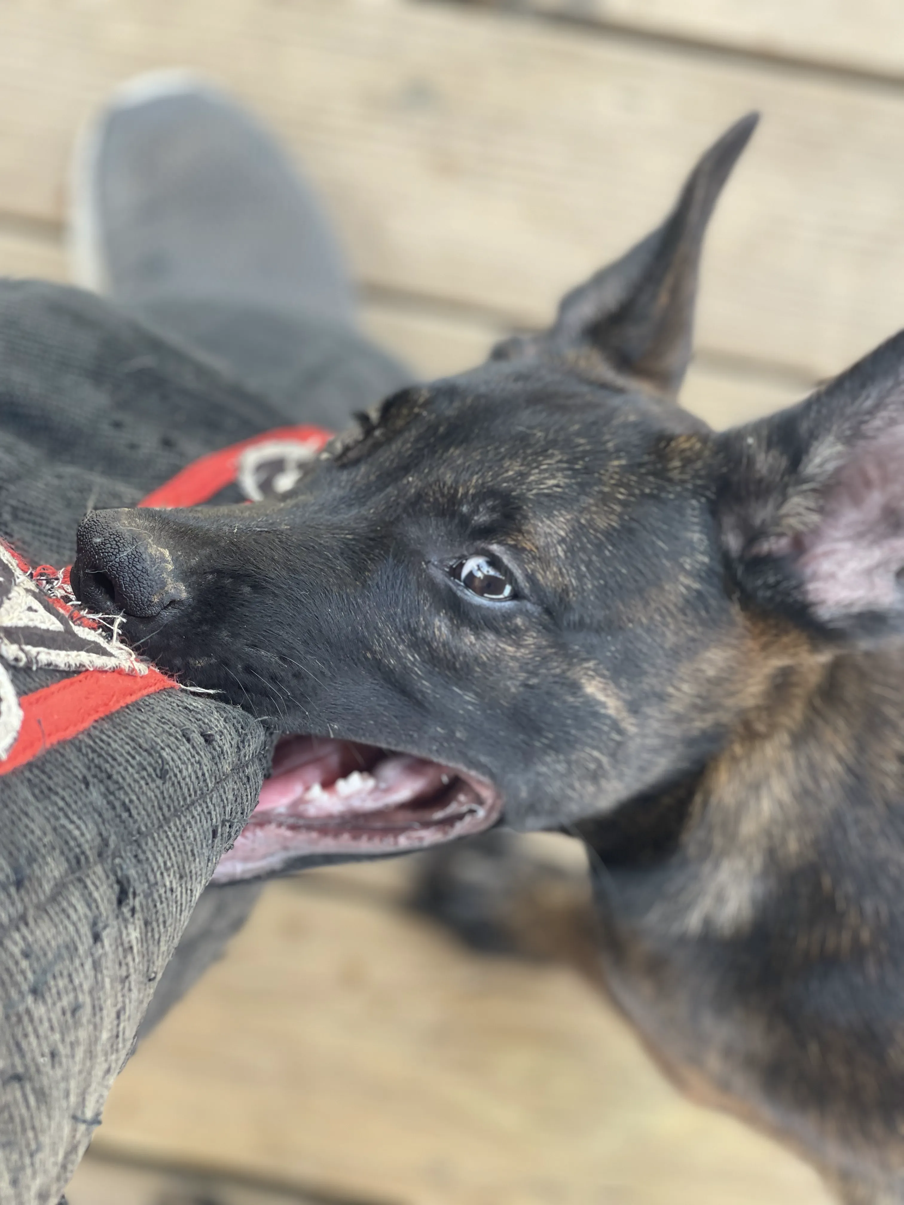 Bumi from the Ranger x Mila litter during puppy evaluation and development.