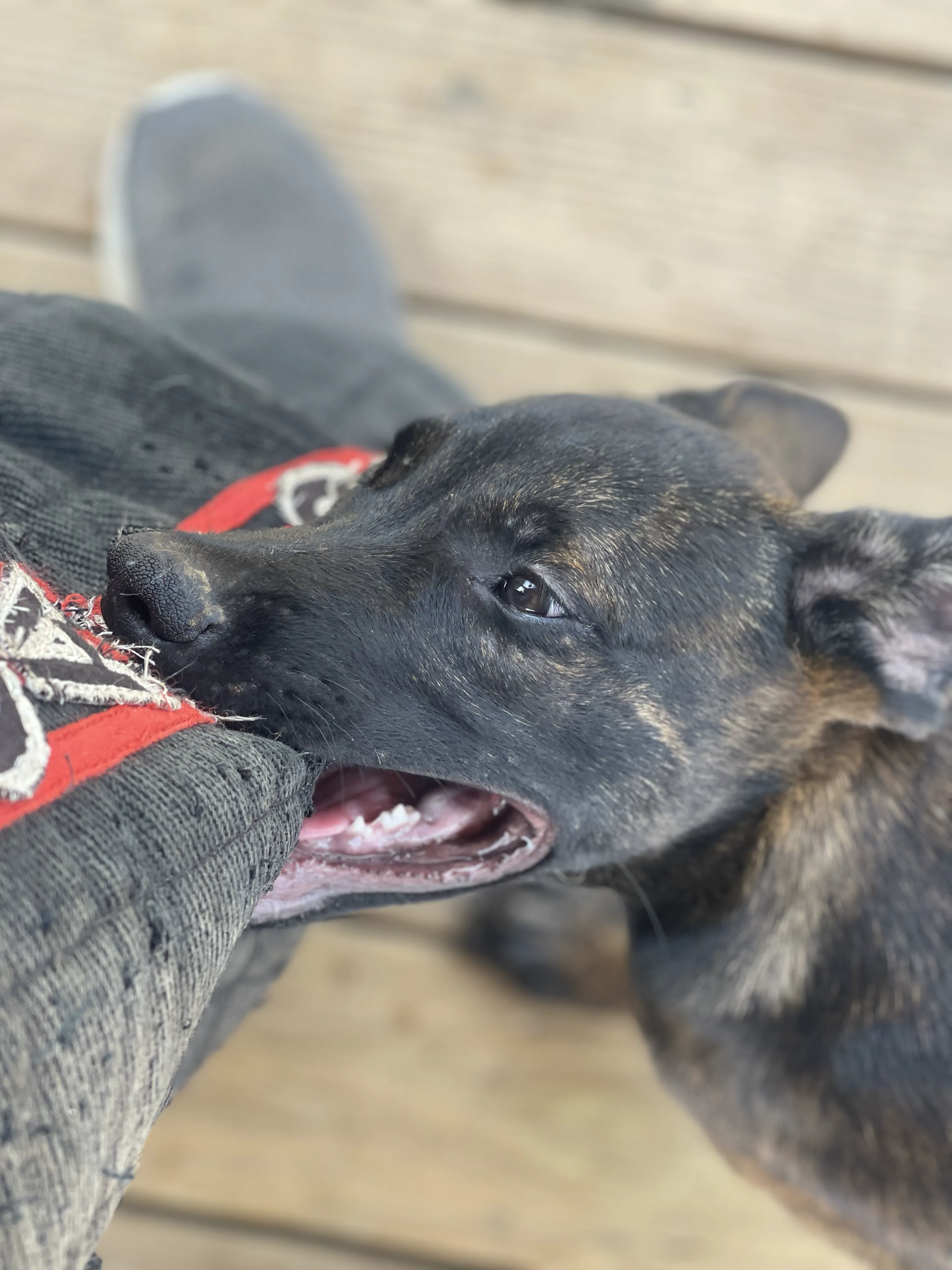 Bumi from the Ranger x Mila litter during puppy evaluation and development.