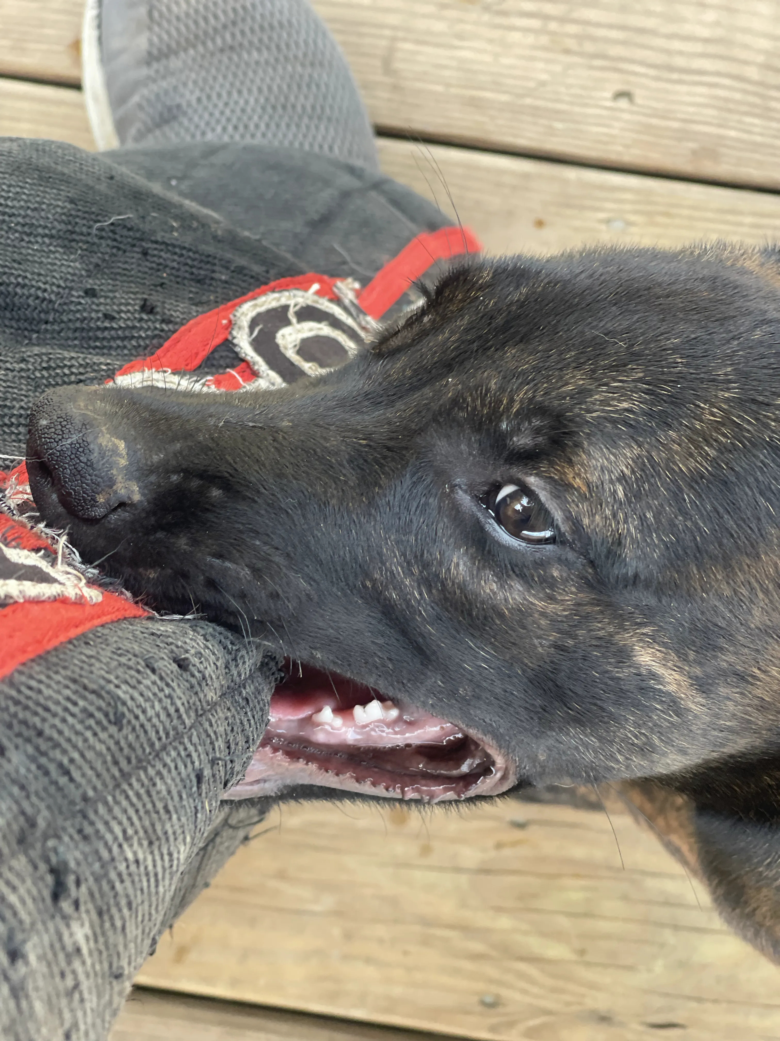 Bumi from the Ranger x Mila litter during puppy evaluation and development.